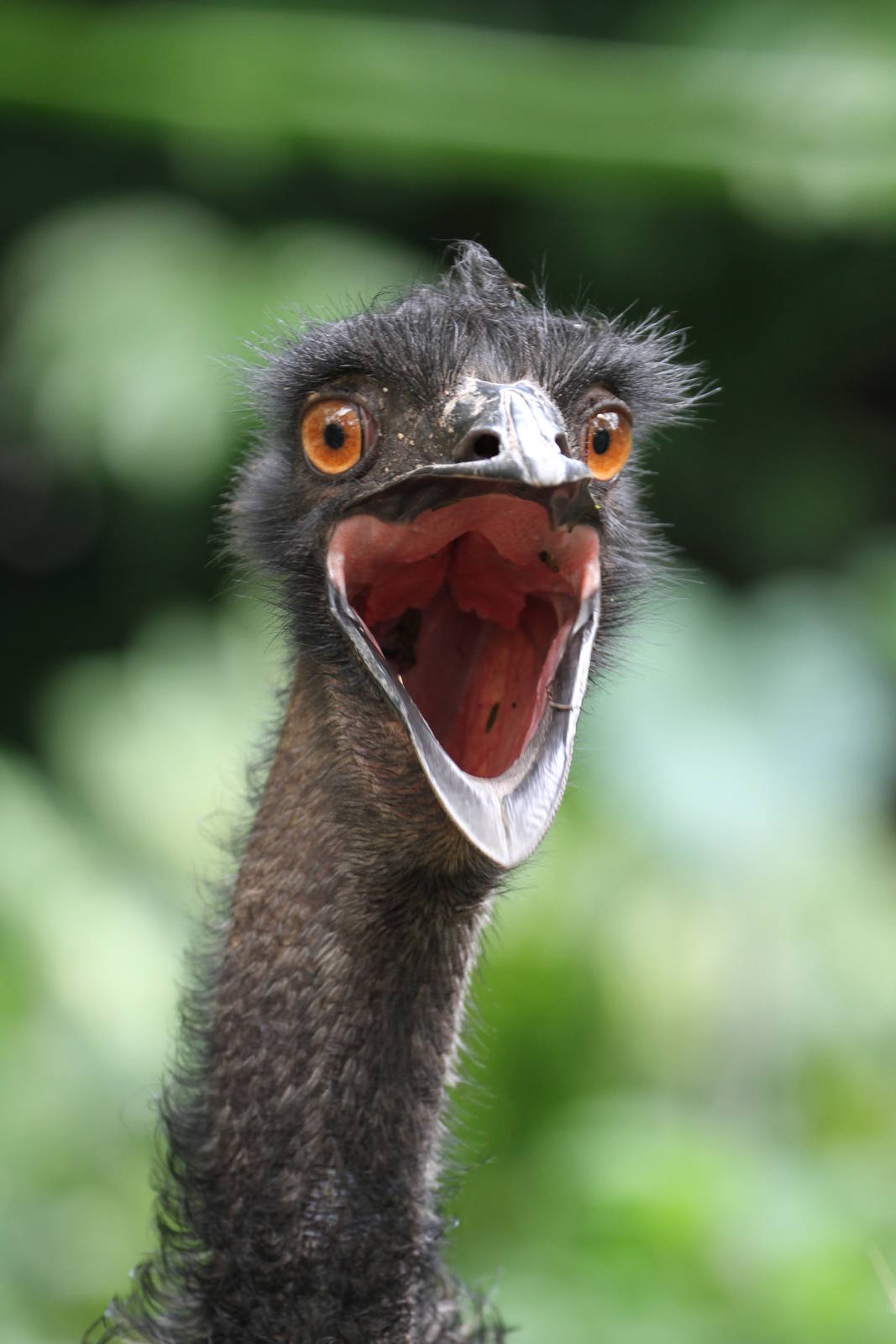 Emu