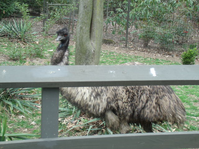Emu