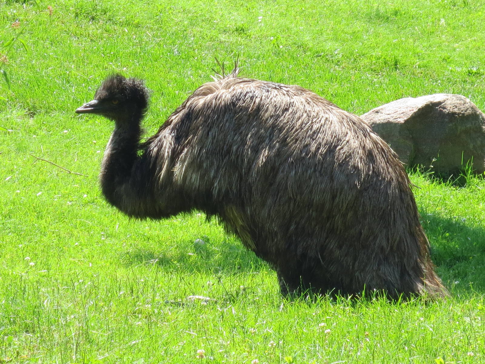 Emu