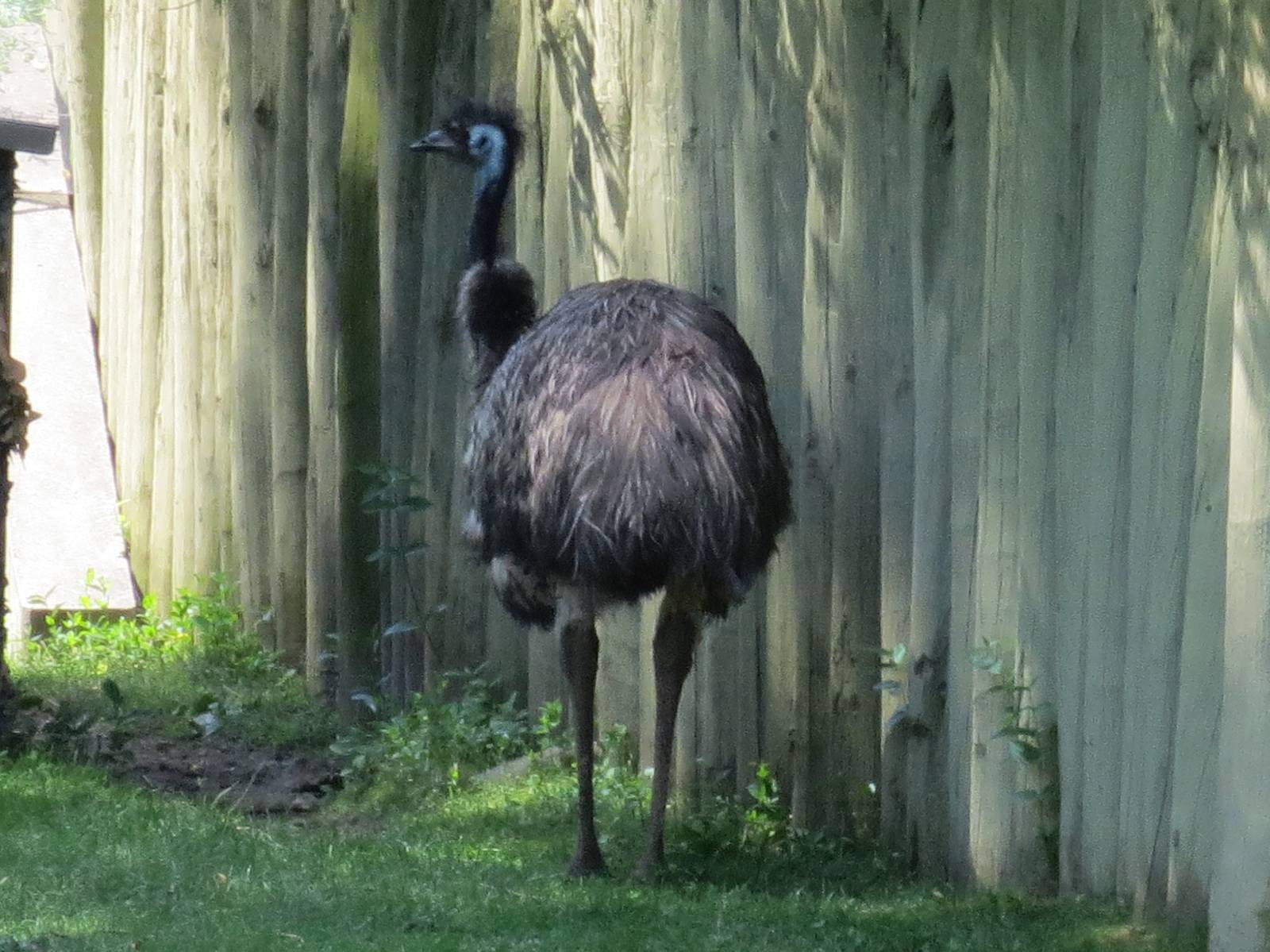 Emu