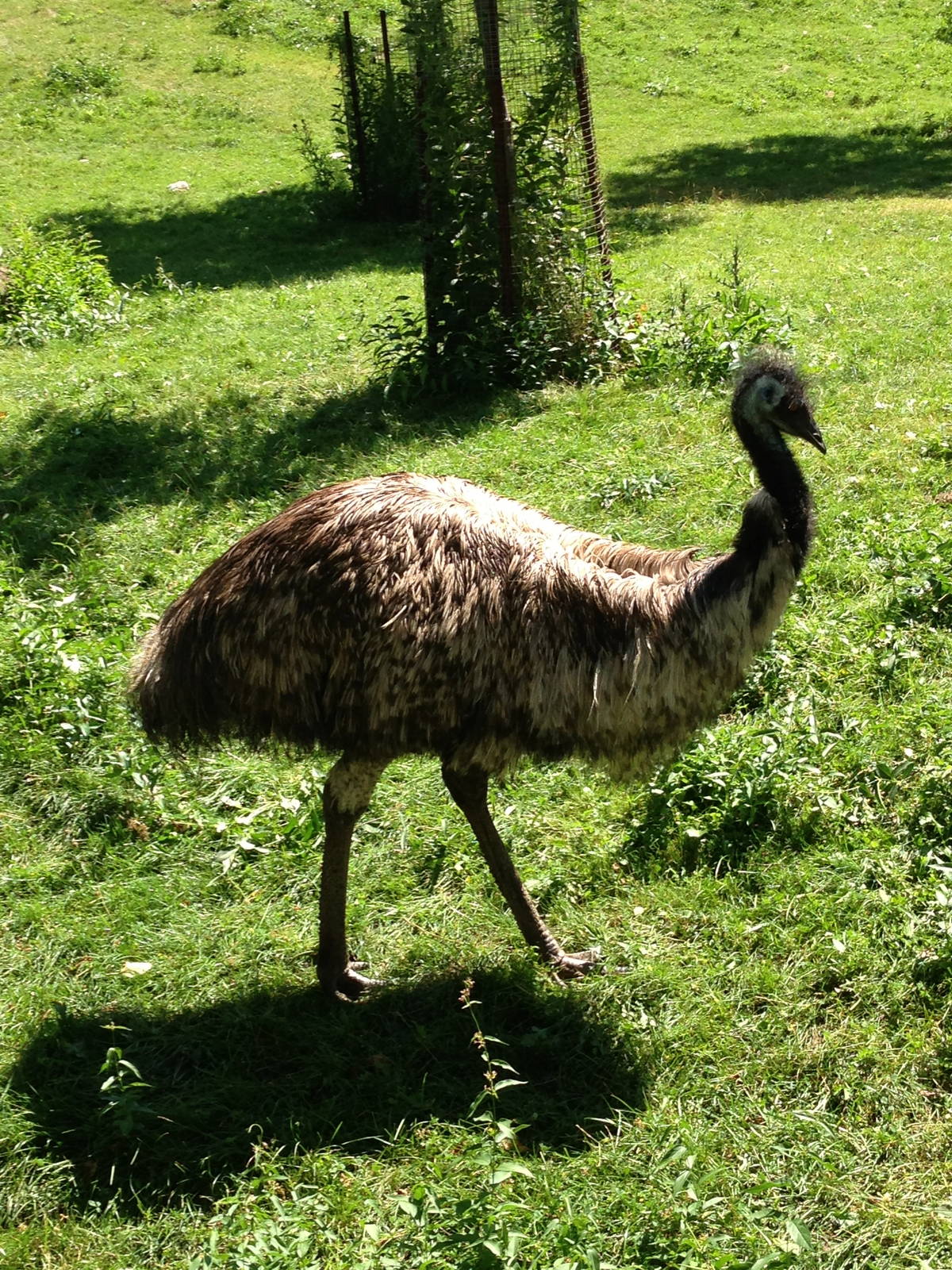 Emu