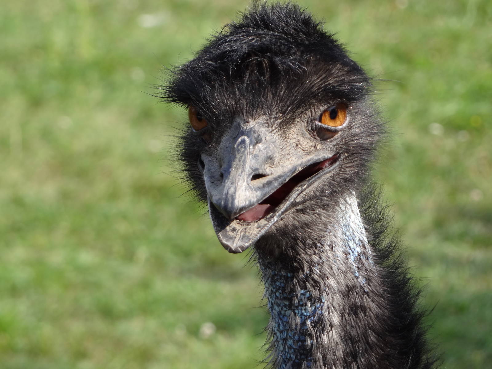 Emu