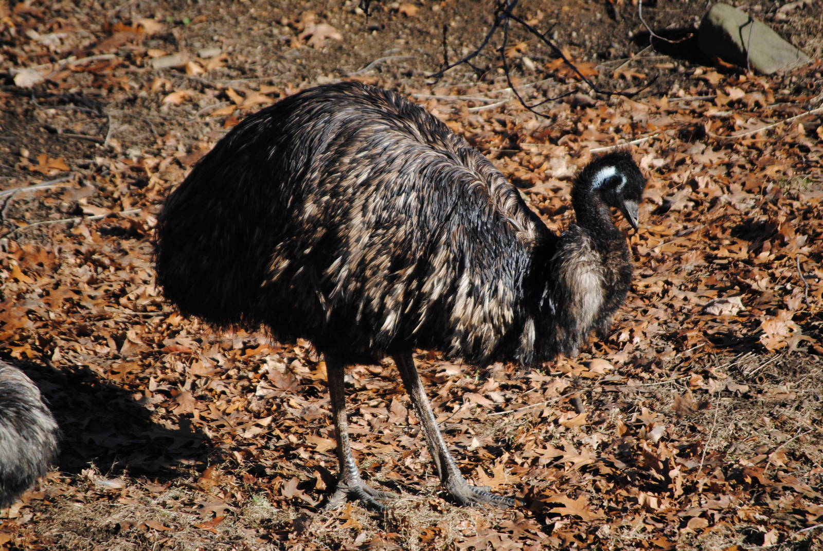 Emu