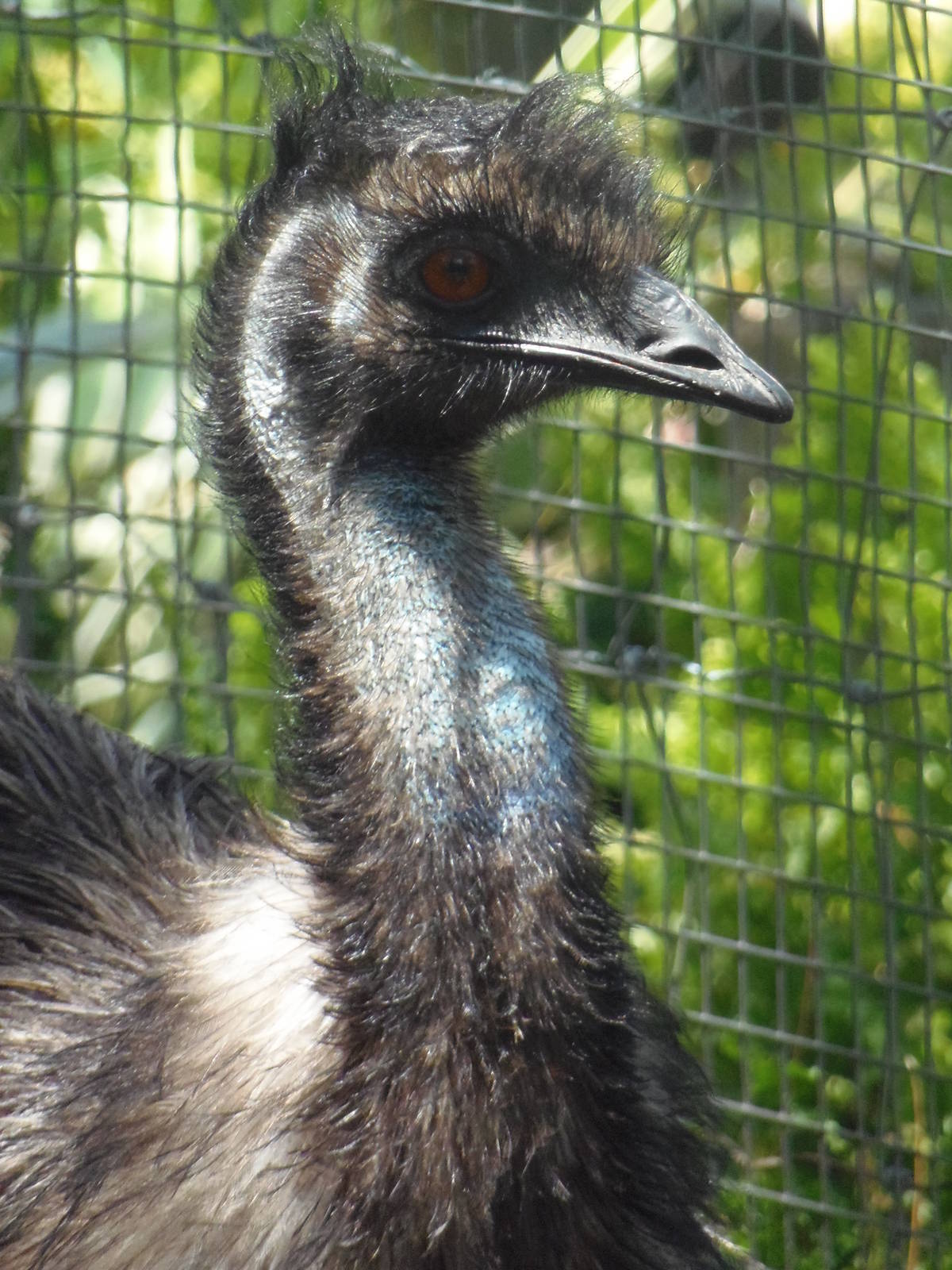 Emu