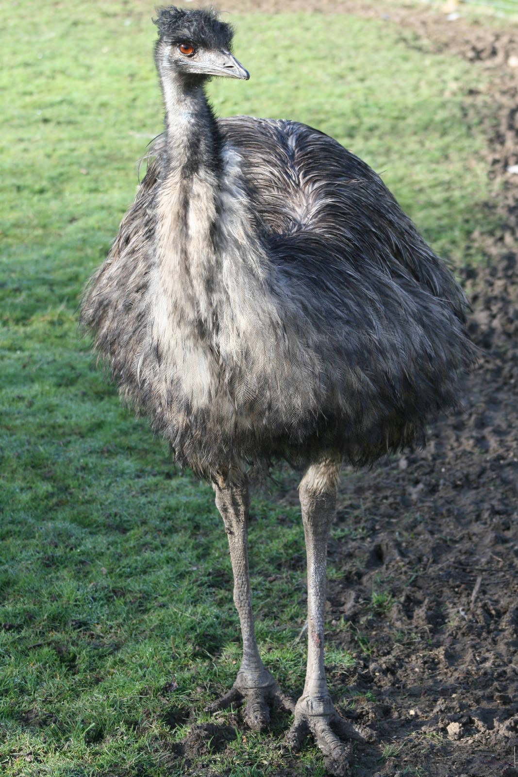 Emu