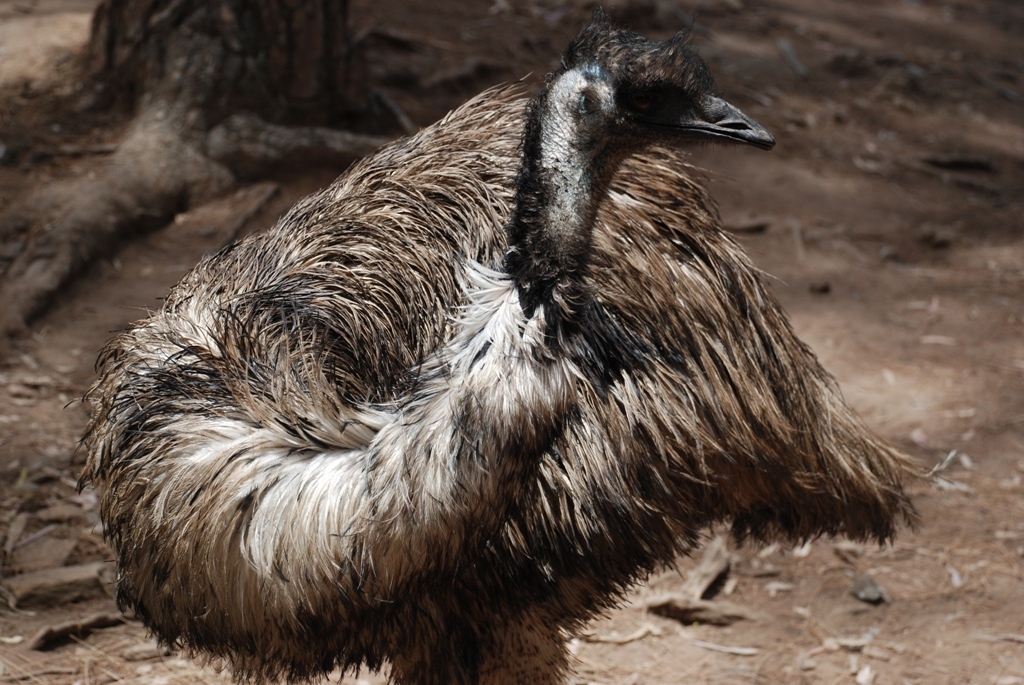 Emu