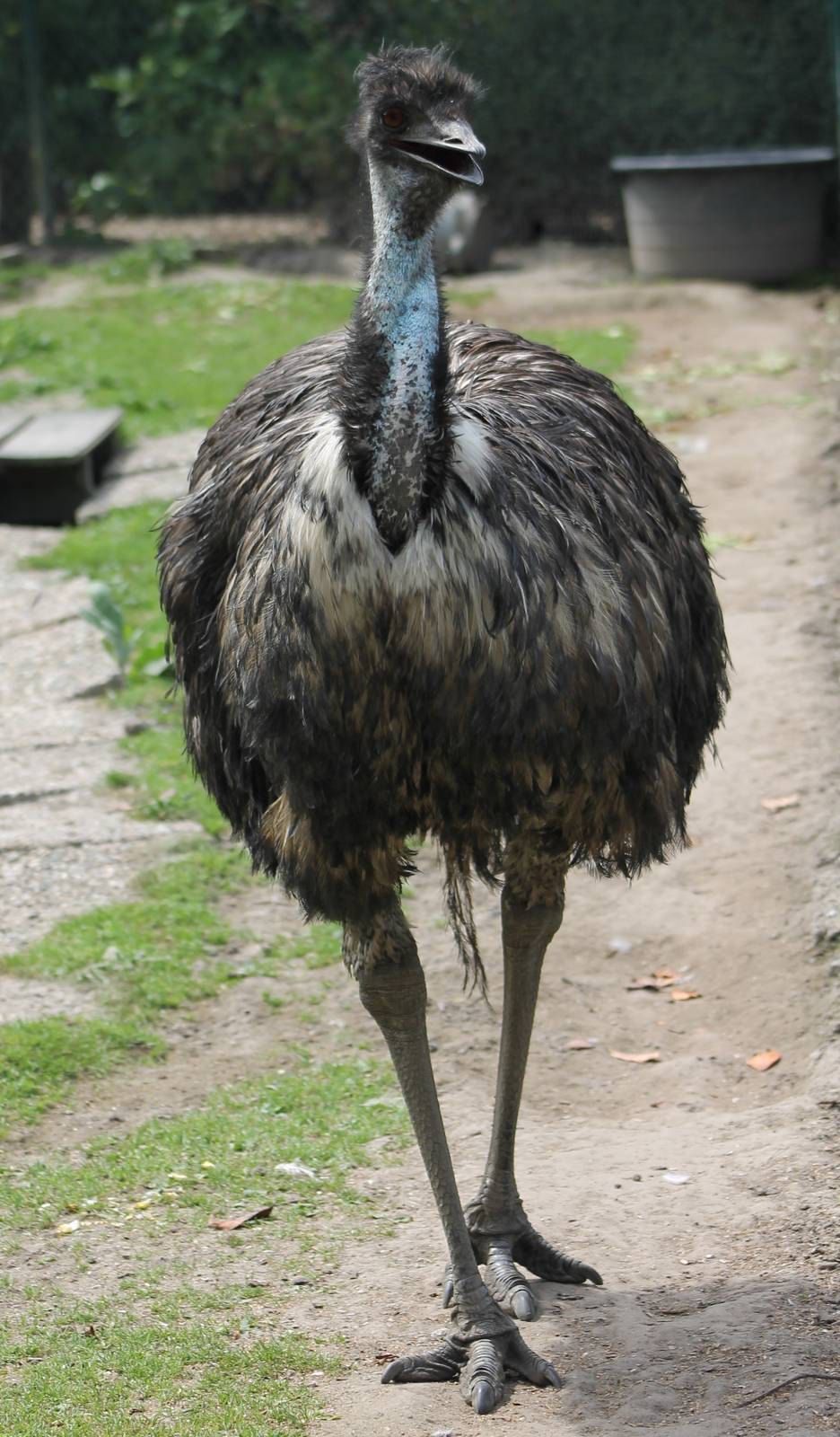 Emu