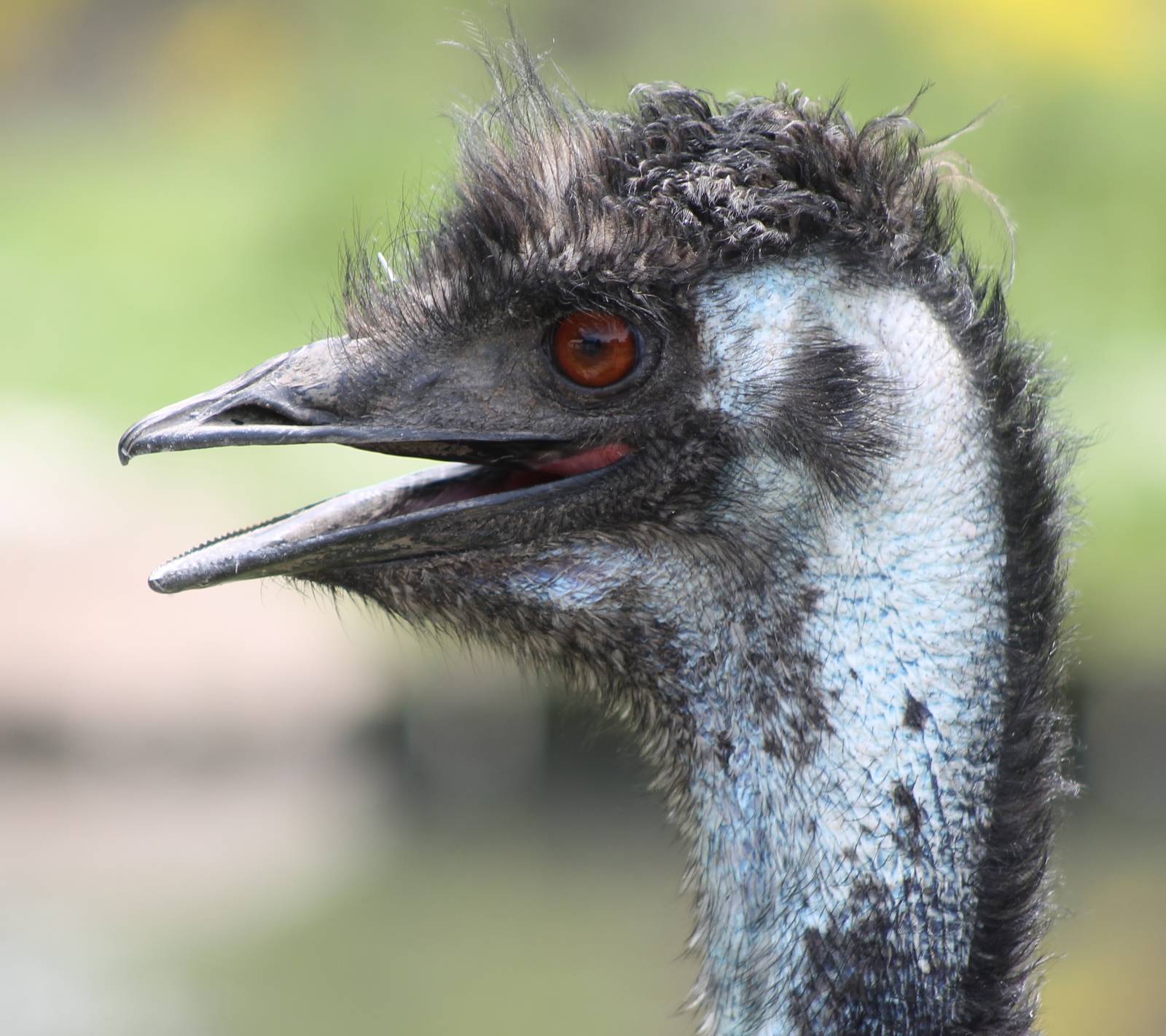 Emu