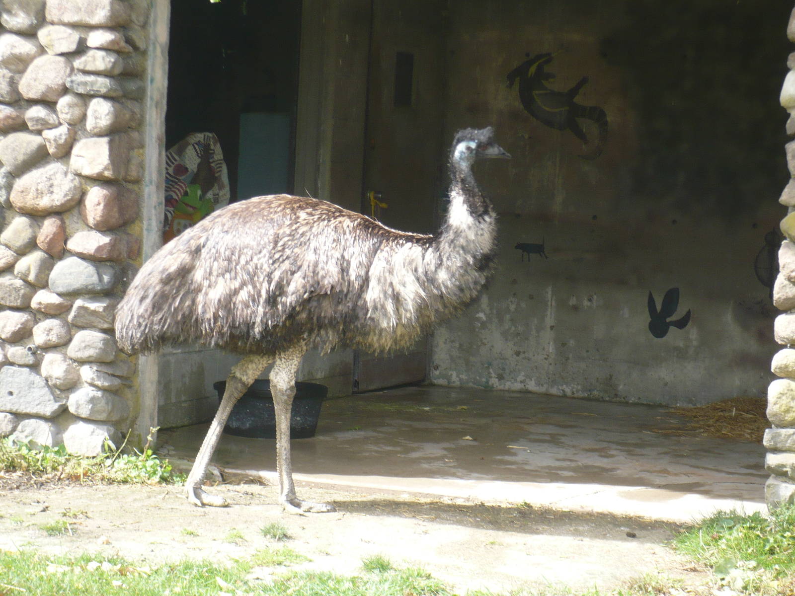 Emu