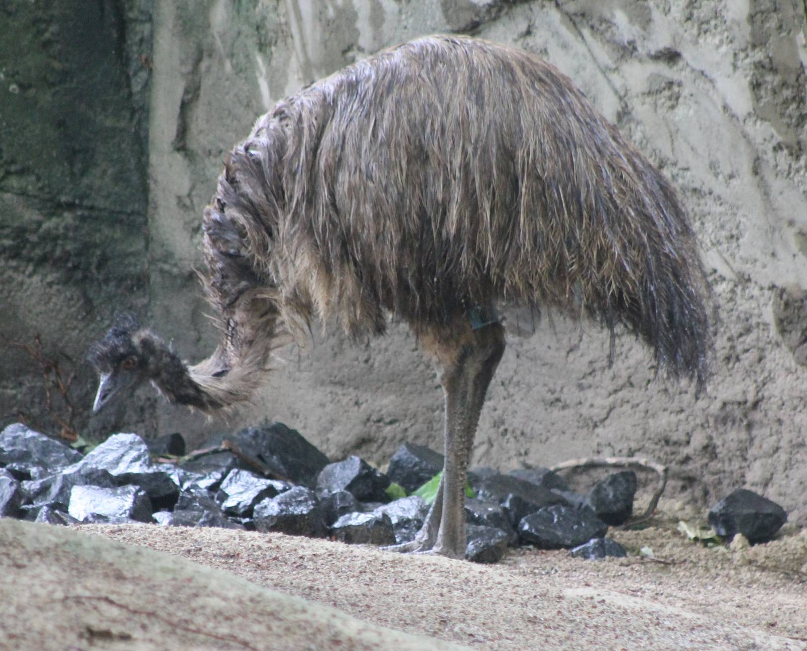 Emu