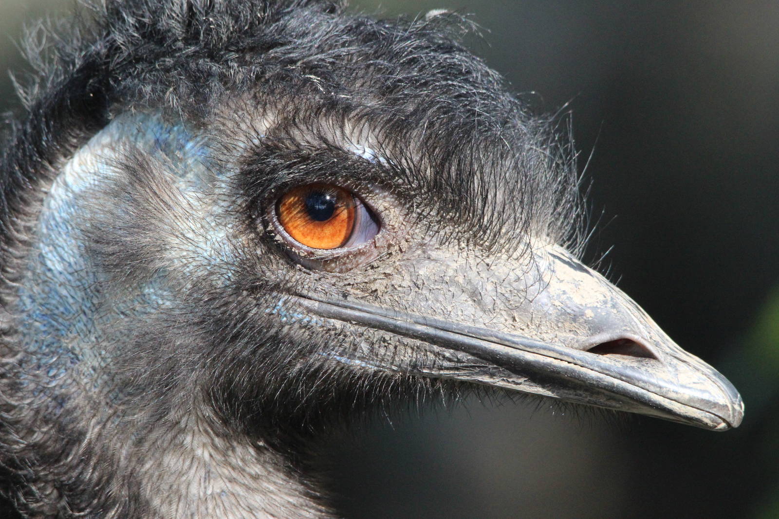 Emu