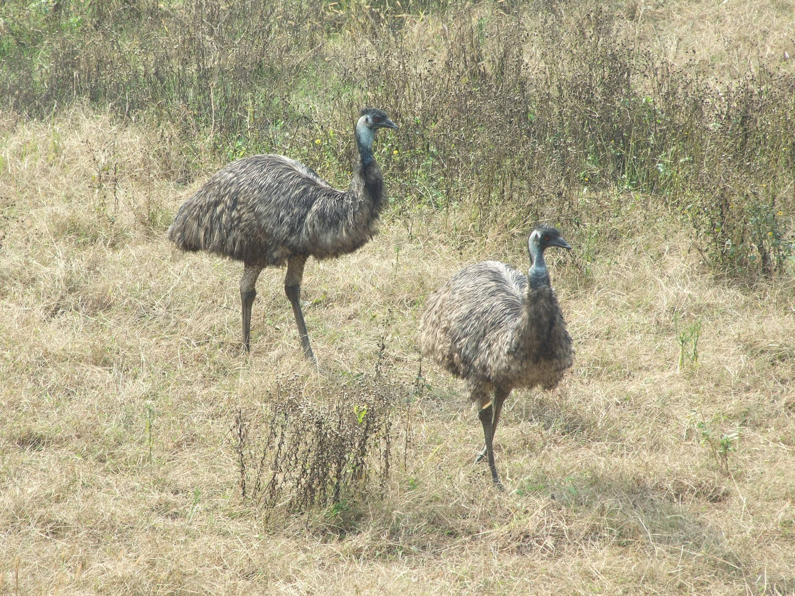 Emu