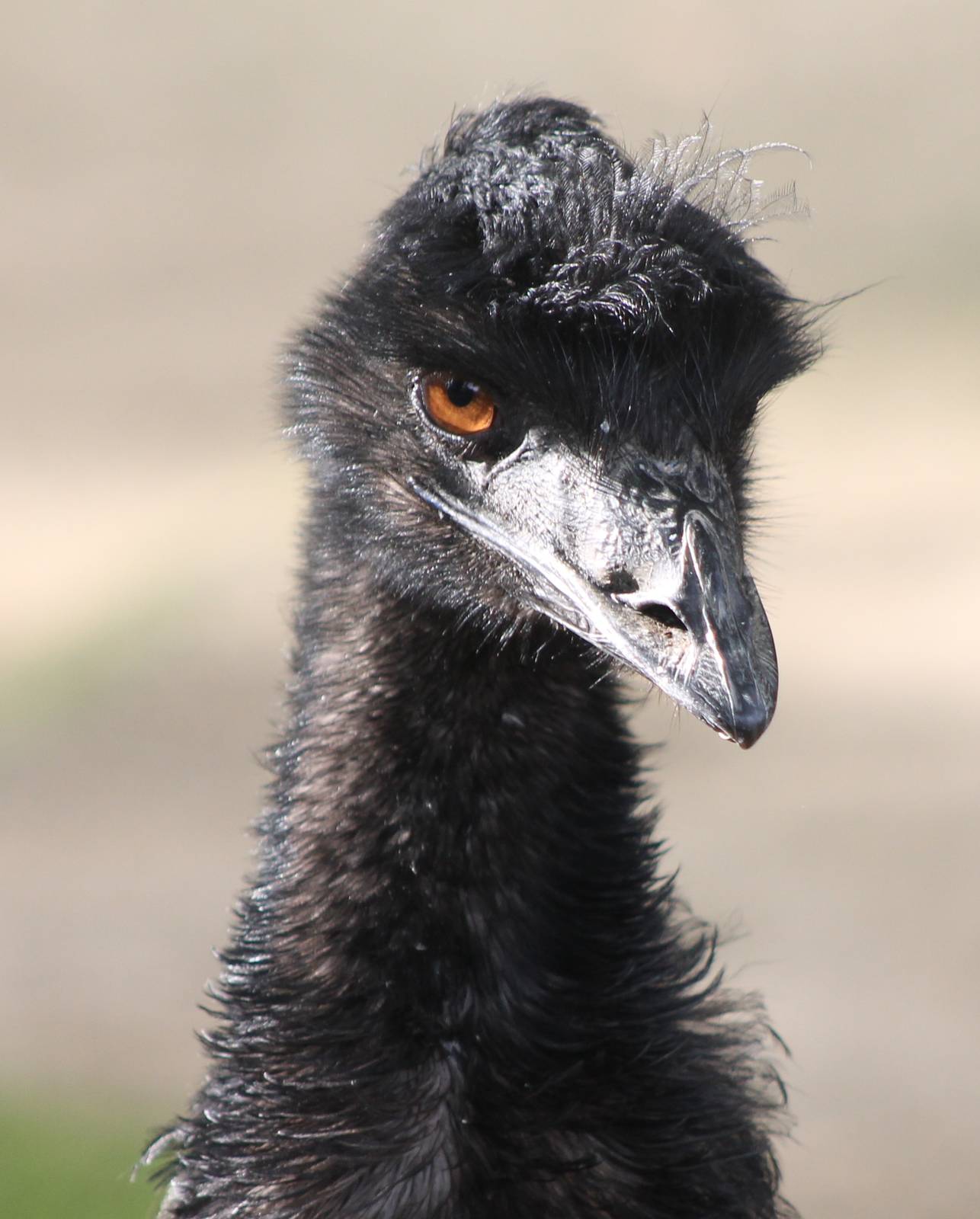 Emu