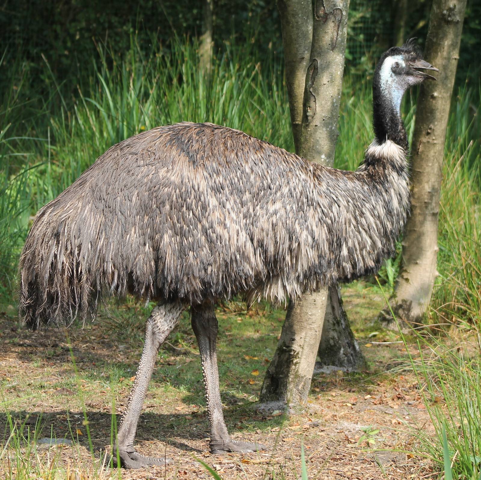 Emu
