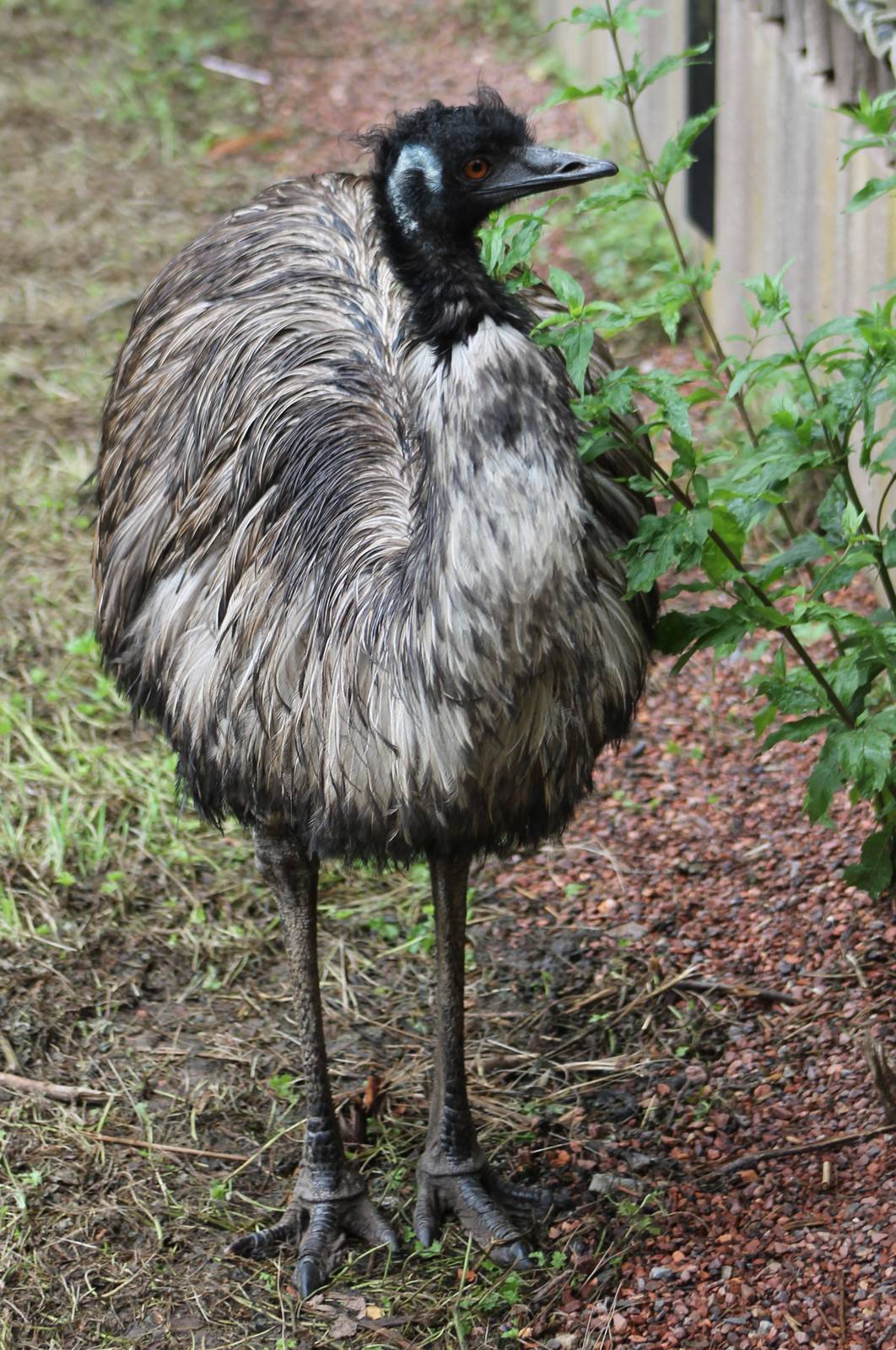 Emu