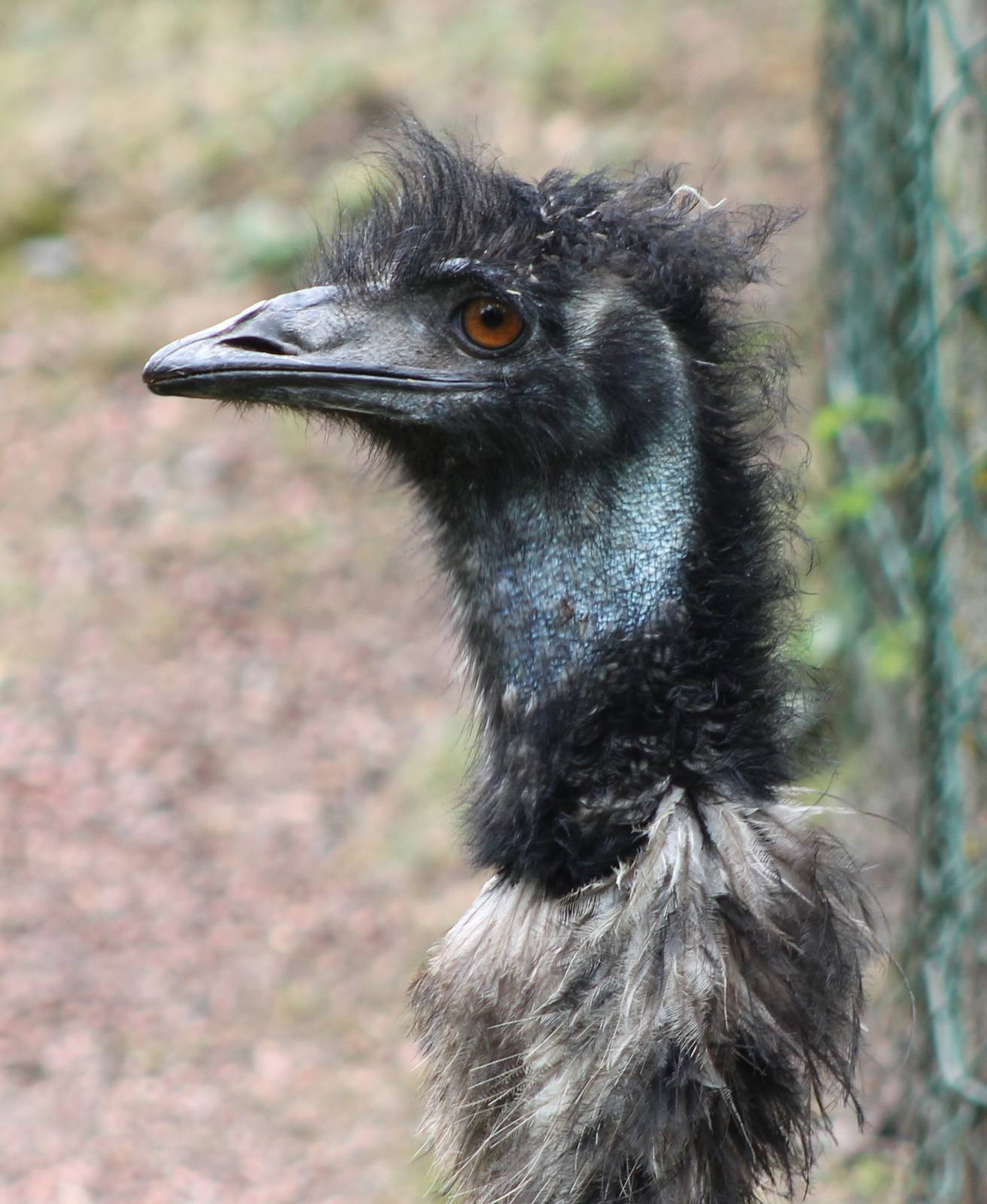 Emu