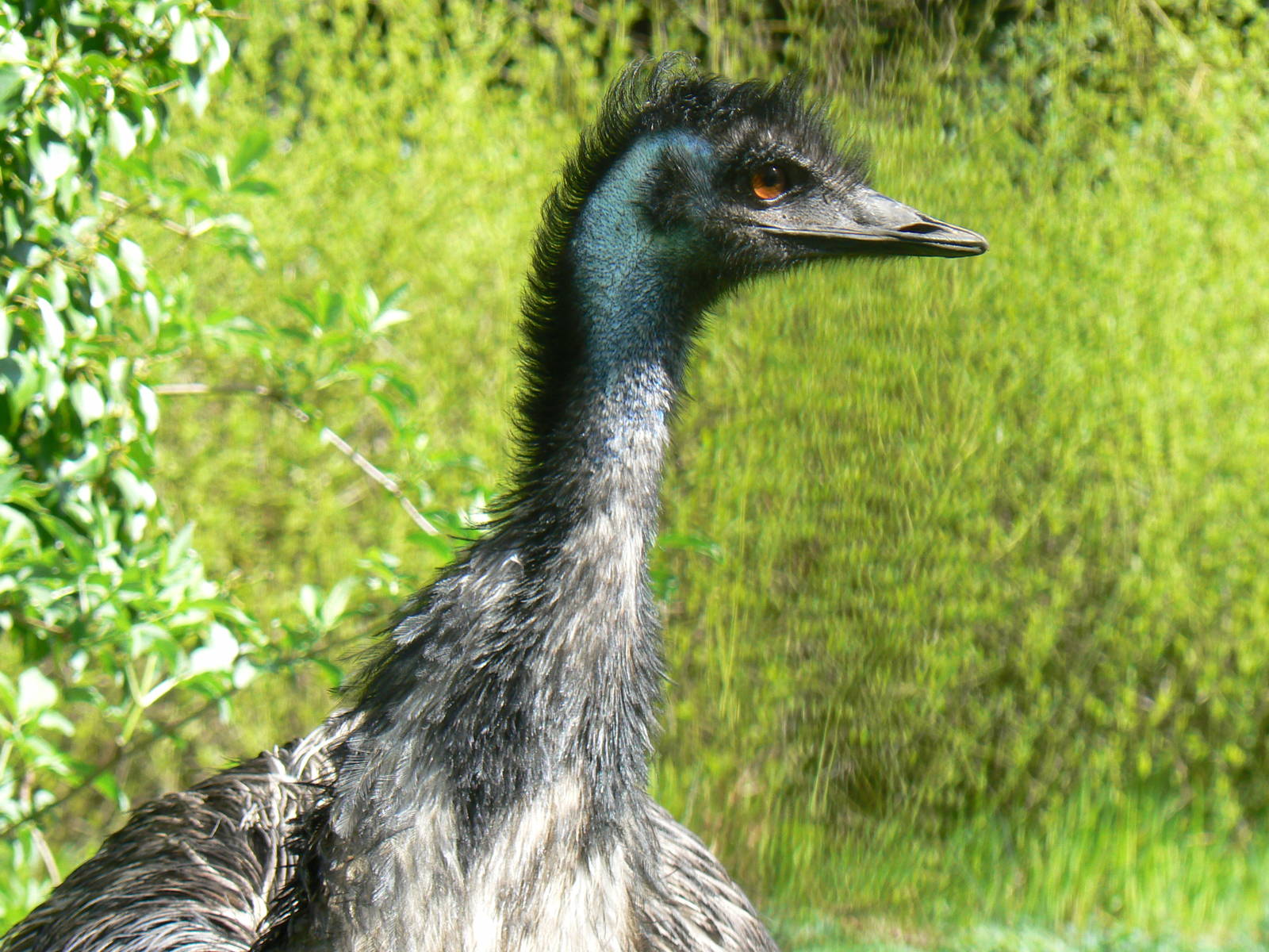 Emu