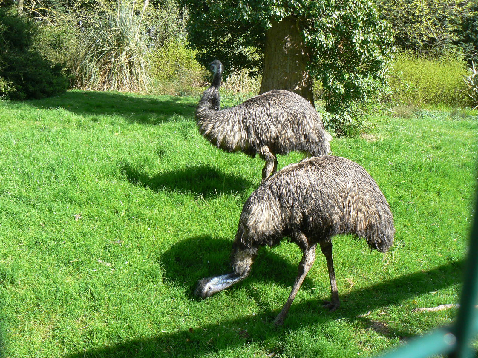 Emu