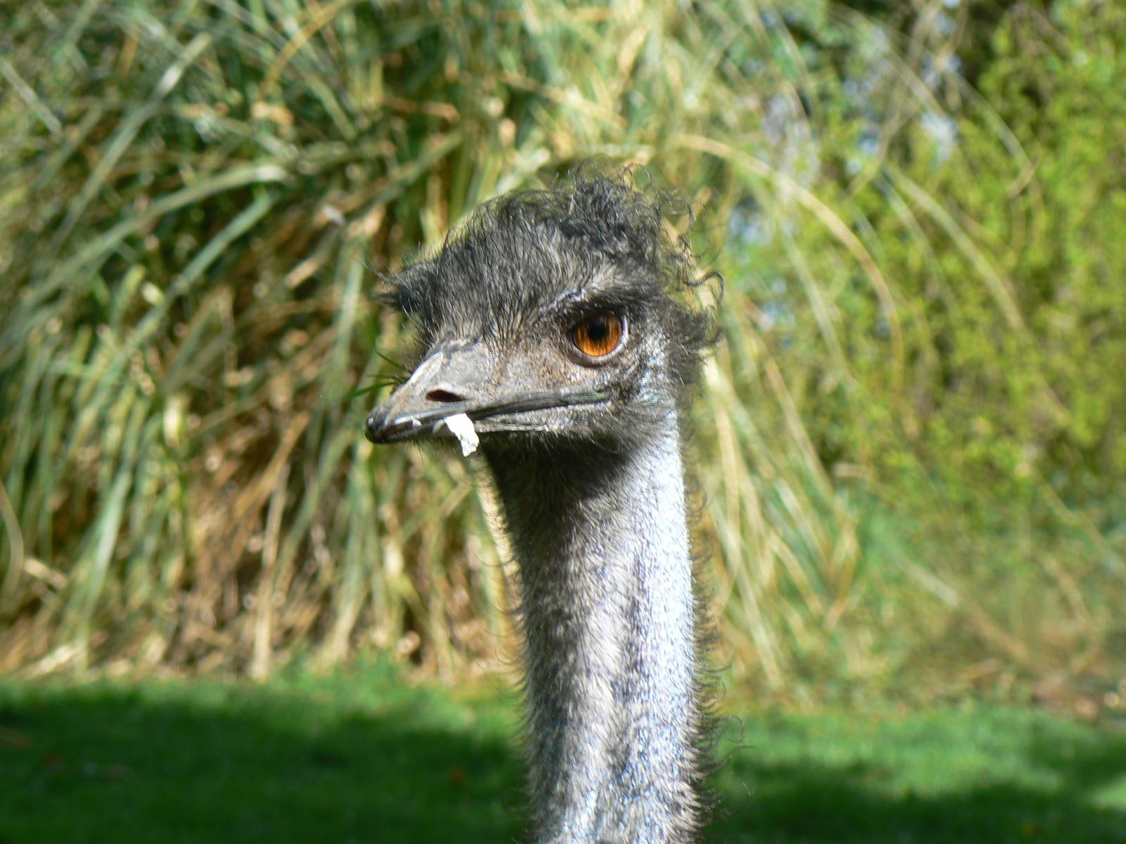 Emu