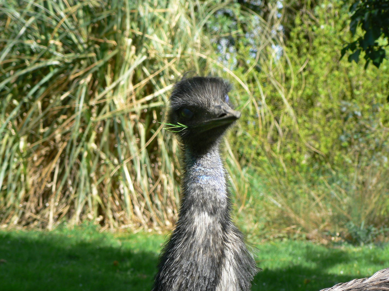 Emu