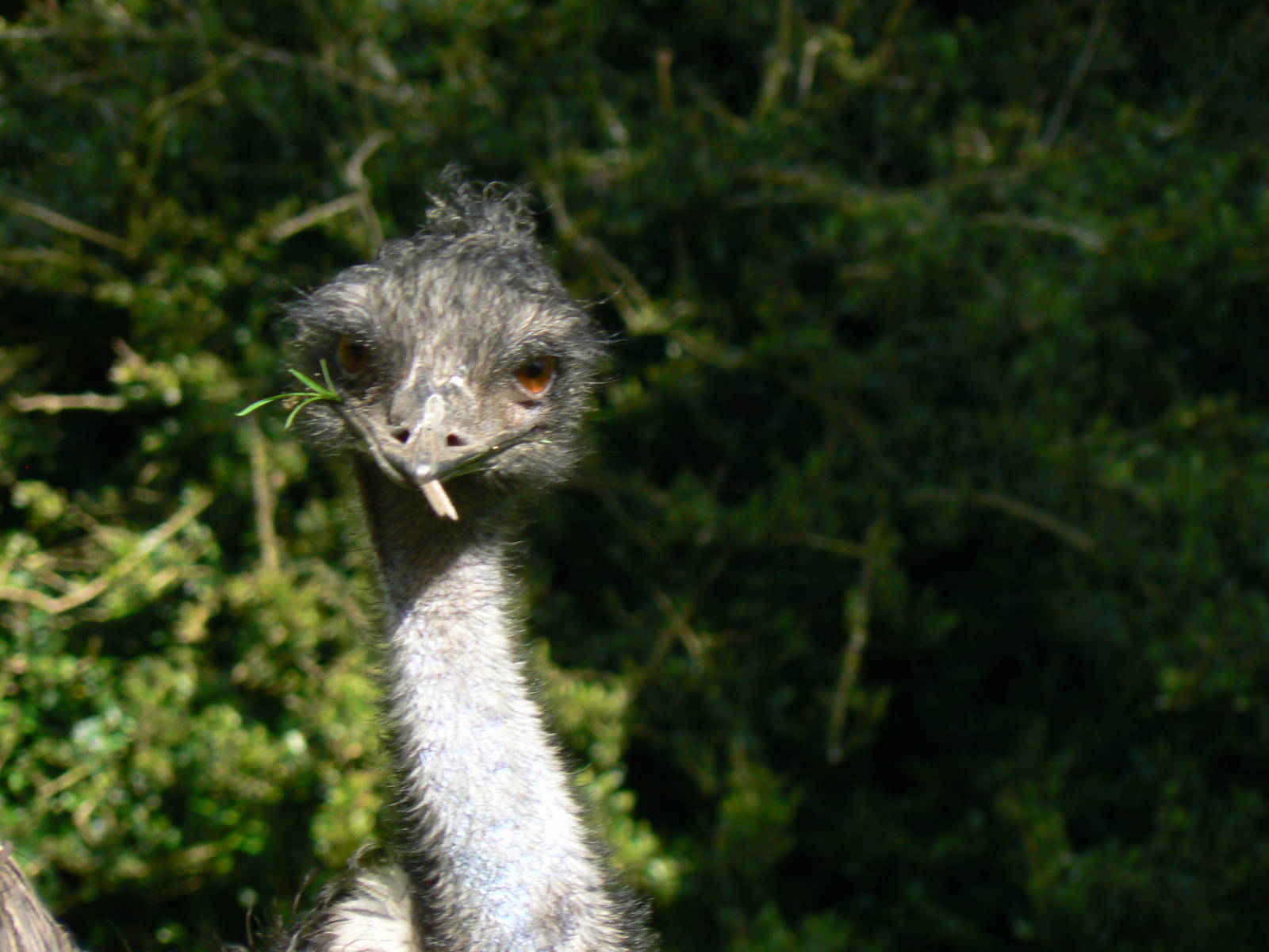 Emu