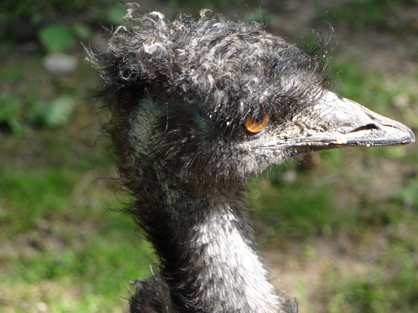 Emu