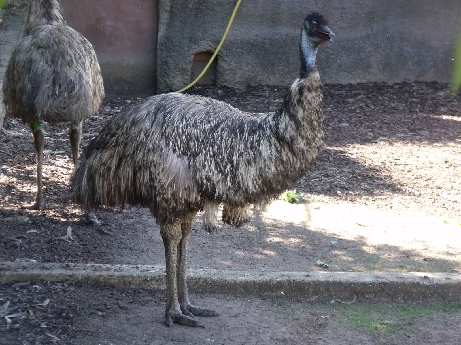 Emu