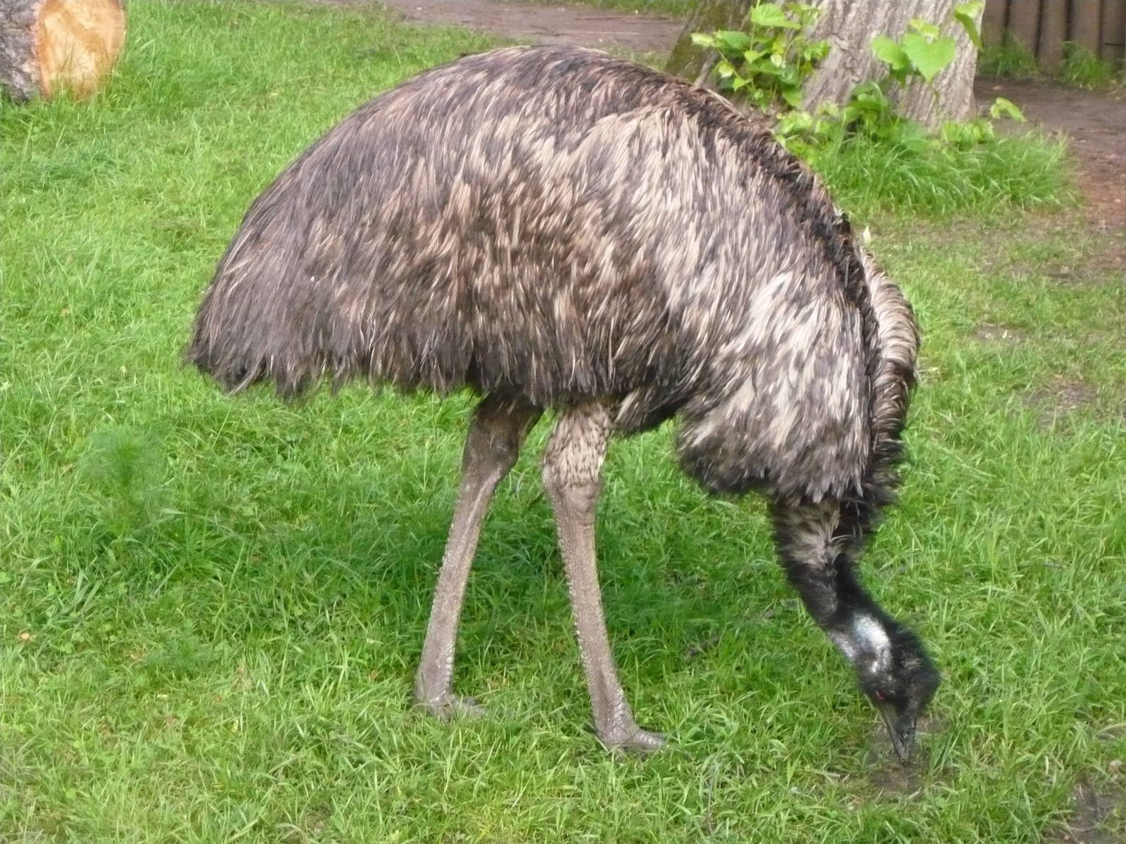 Emu