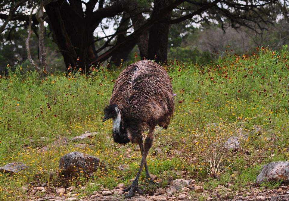 Emu