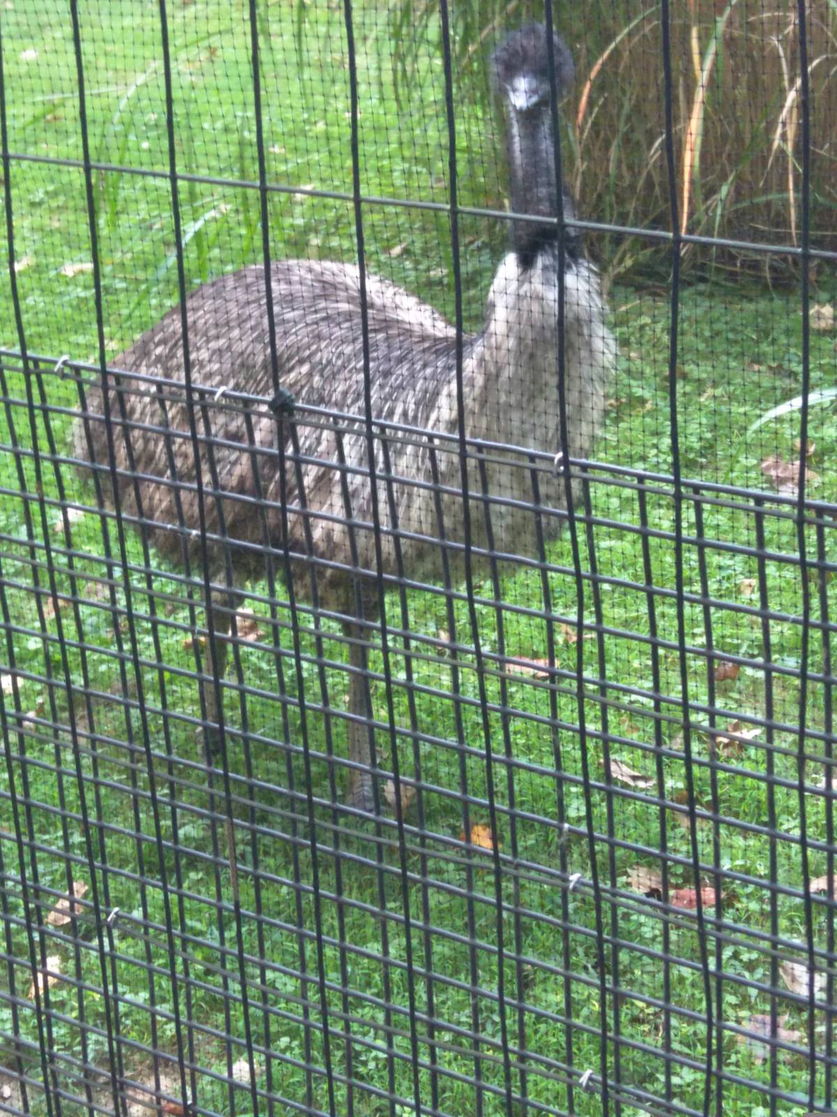 Emu