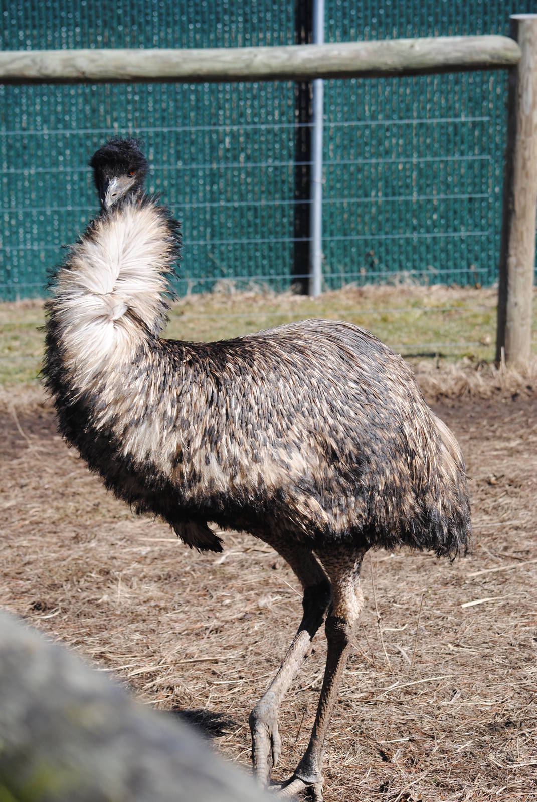 Emu
