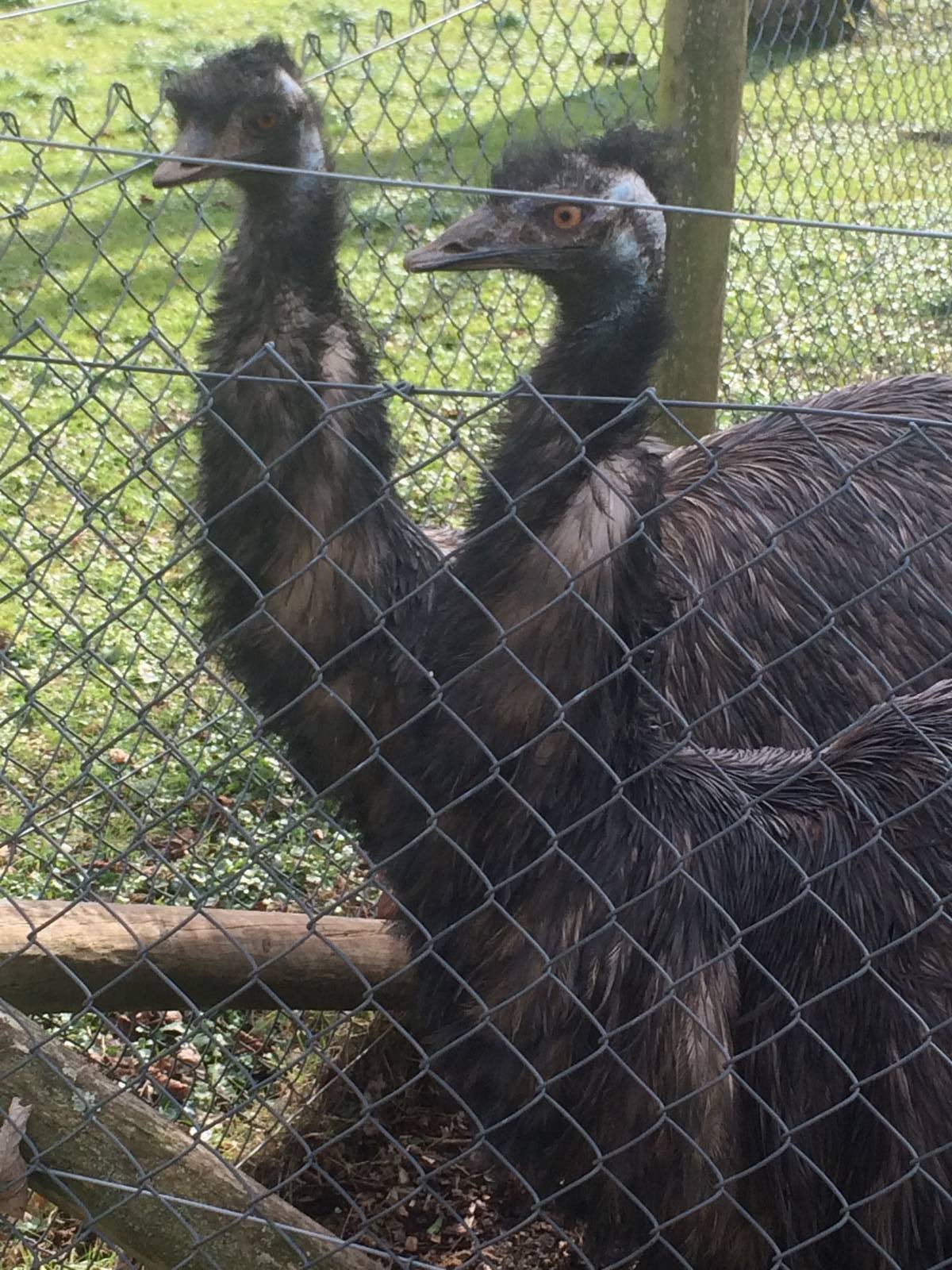 Emu