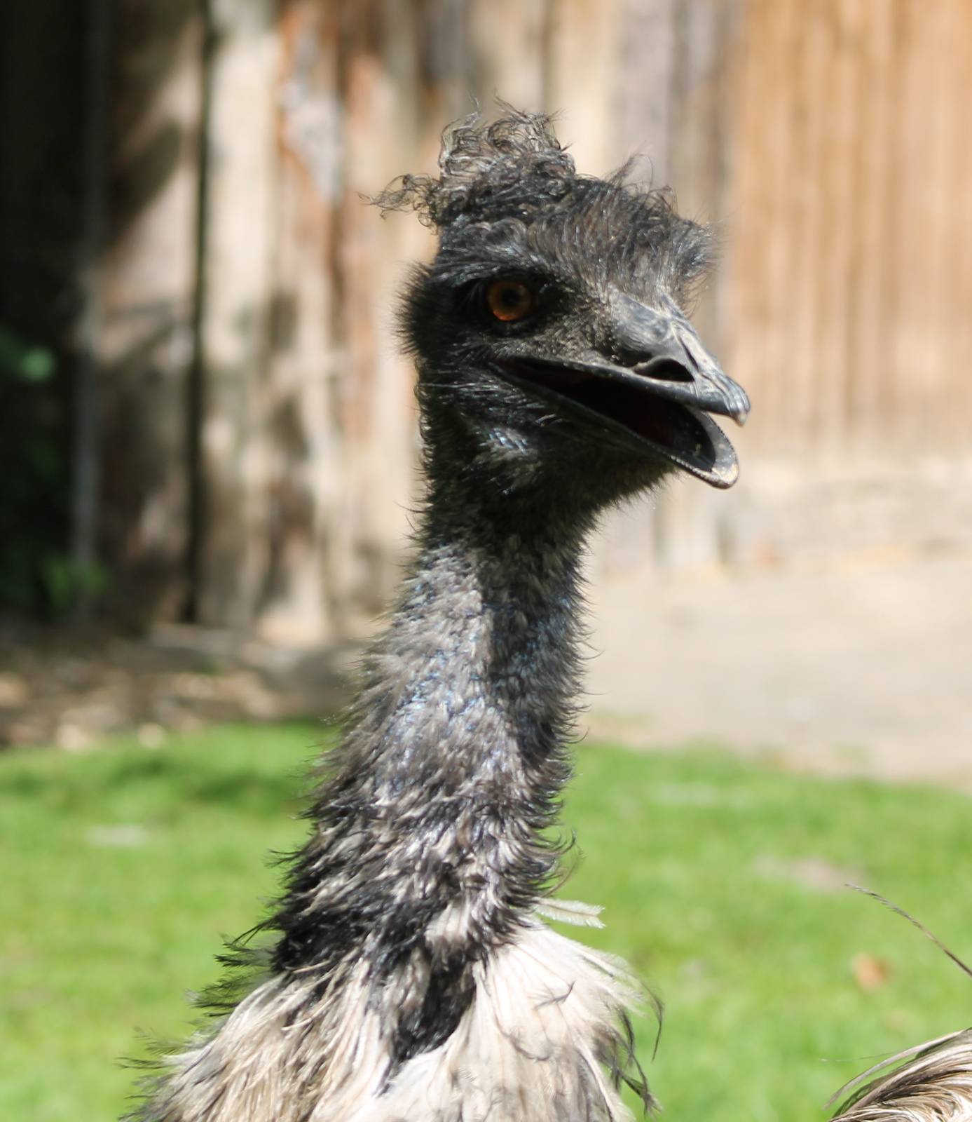Emu