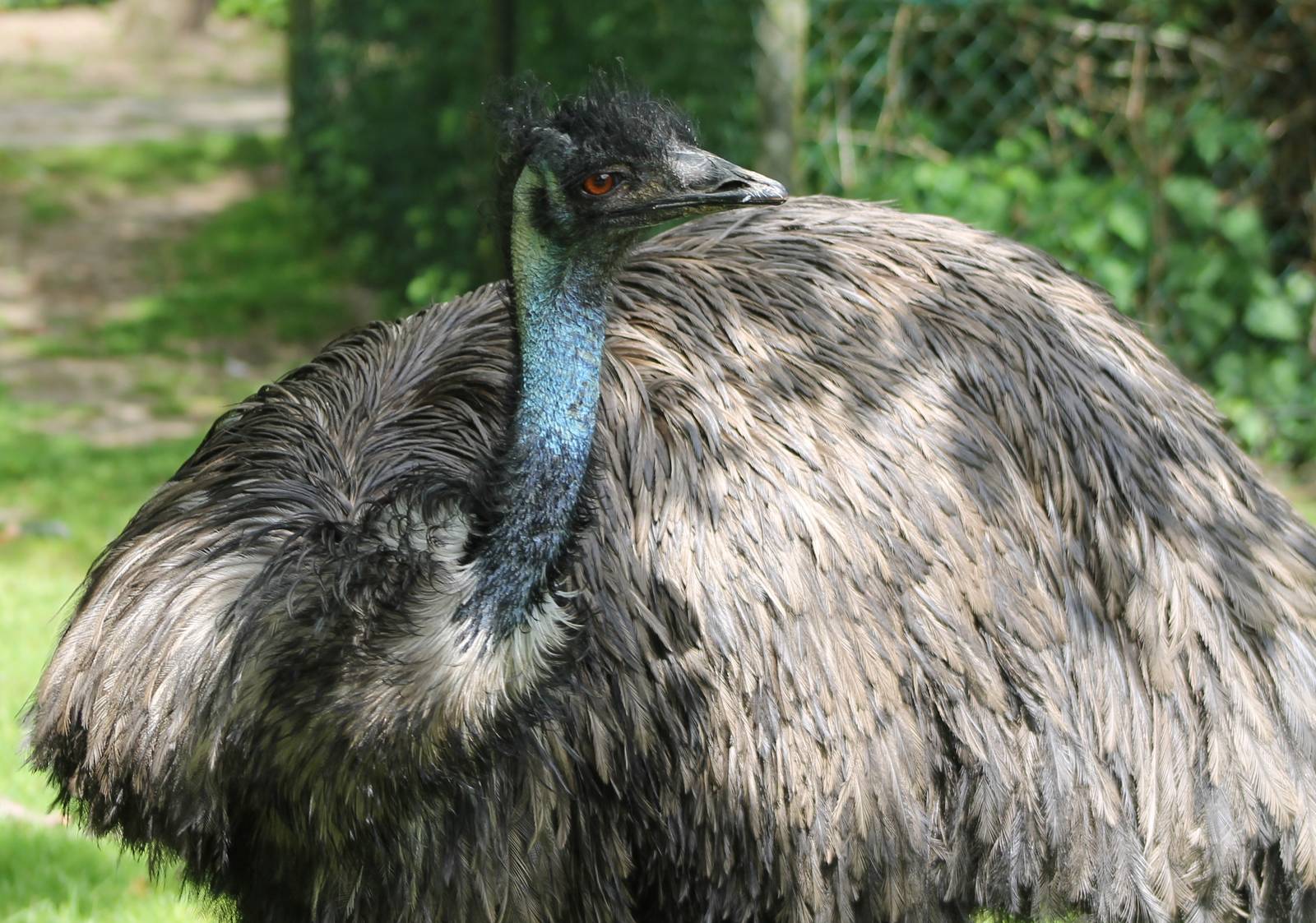Emu