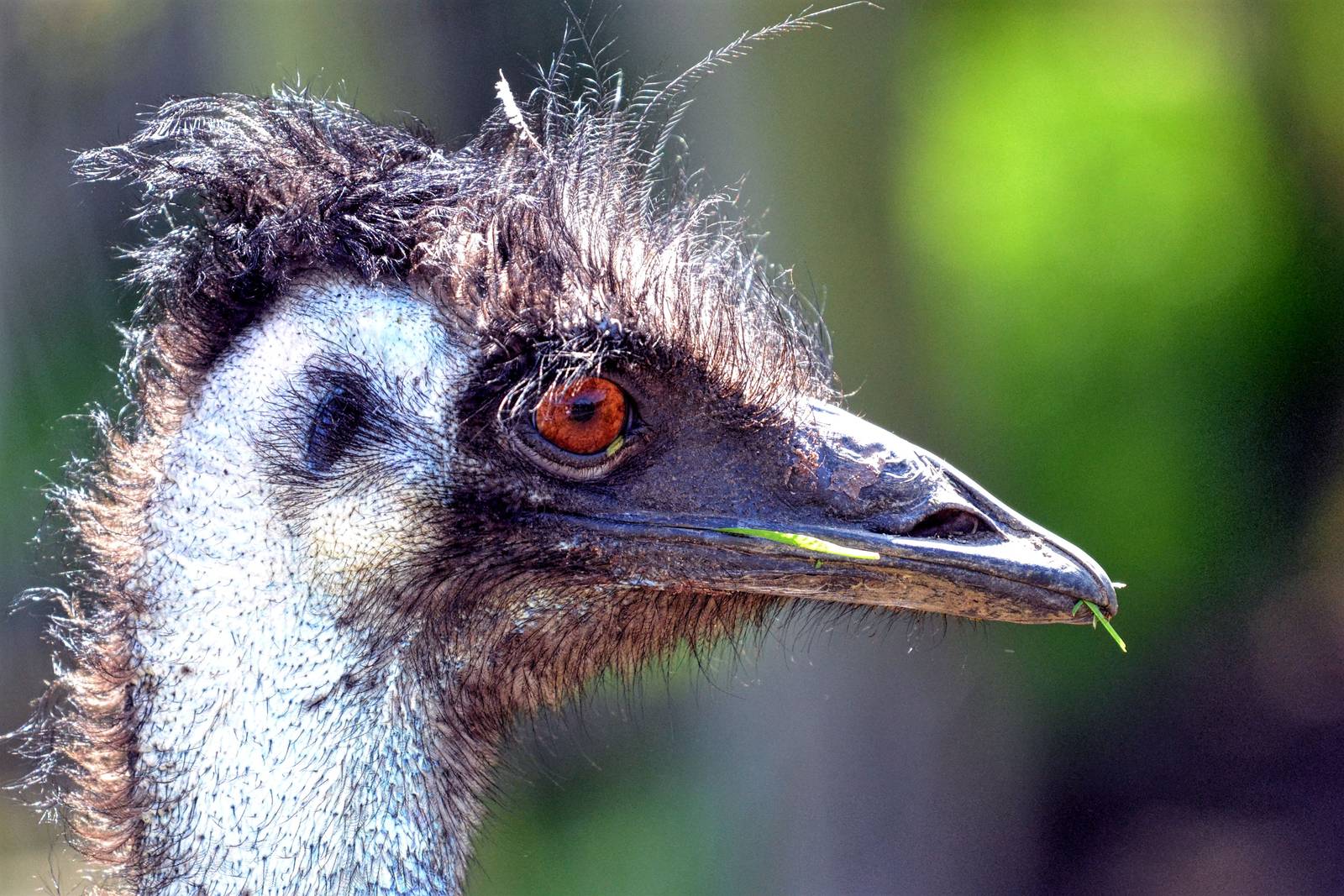 Emu