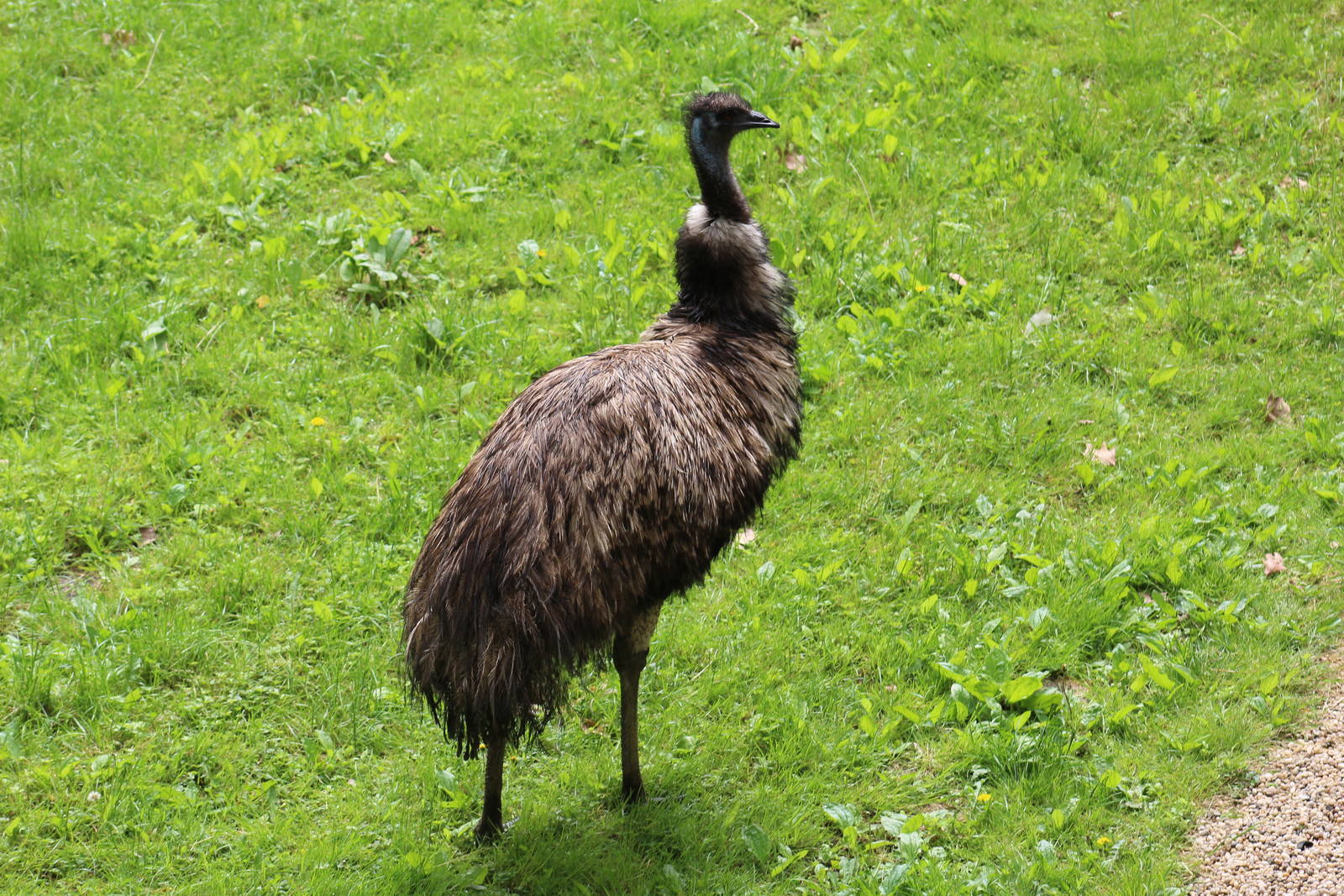 Emu