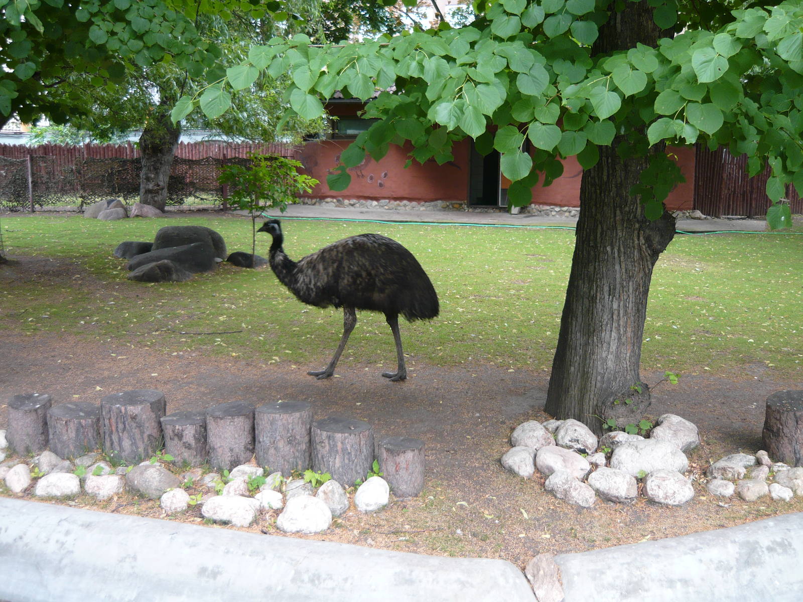 Emu