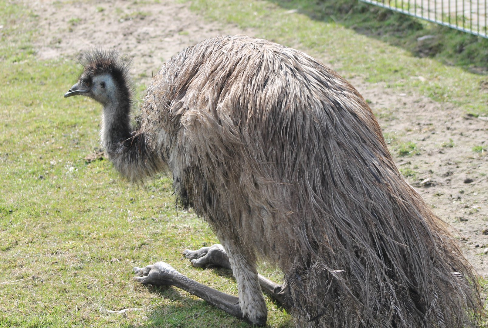 Emu