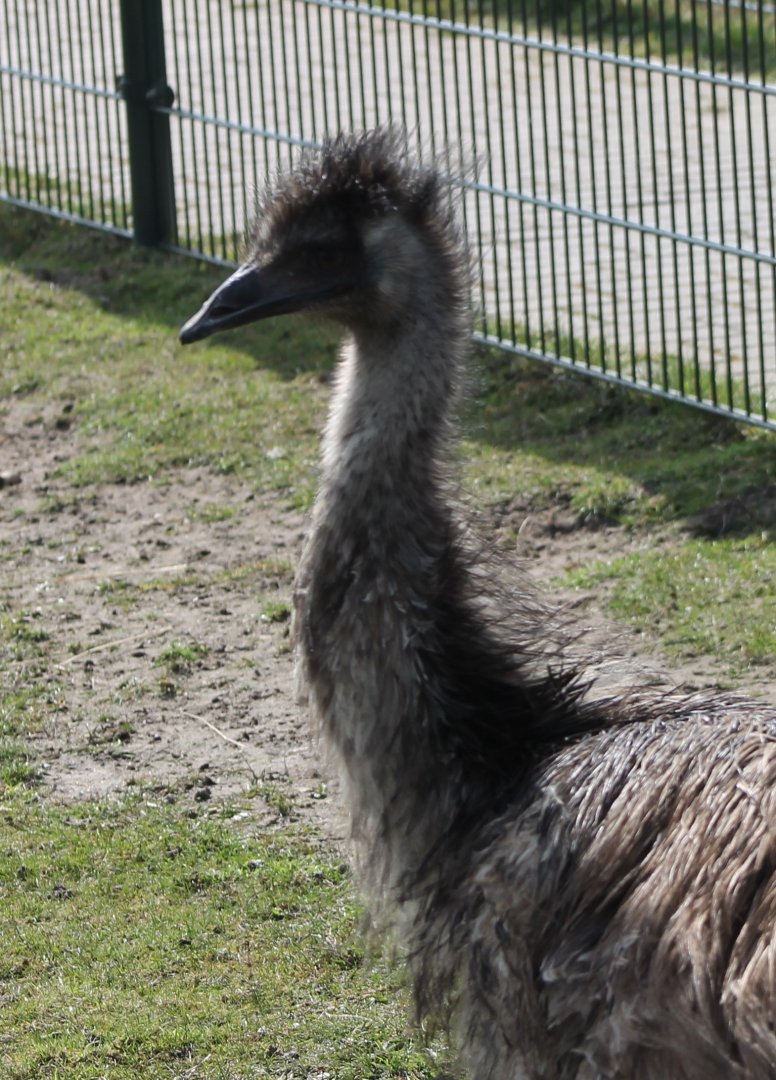 Emu