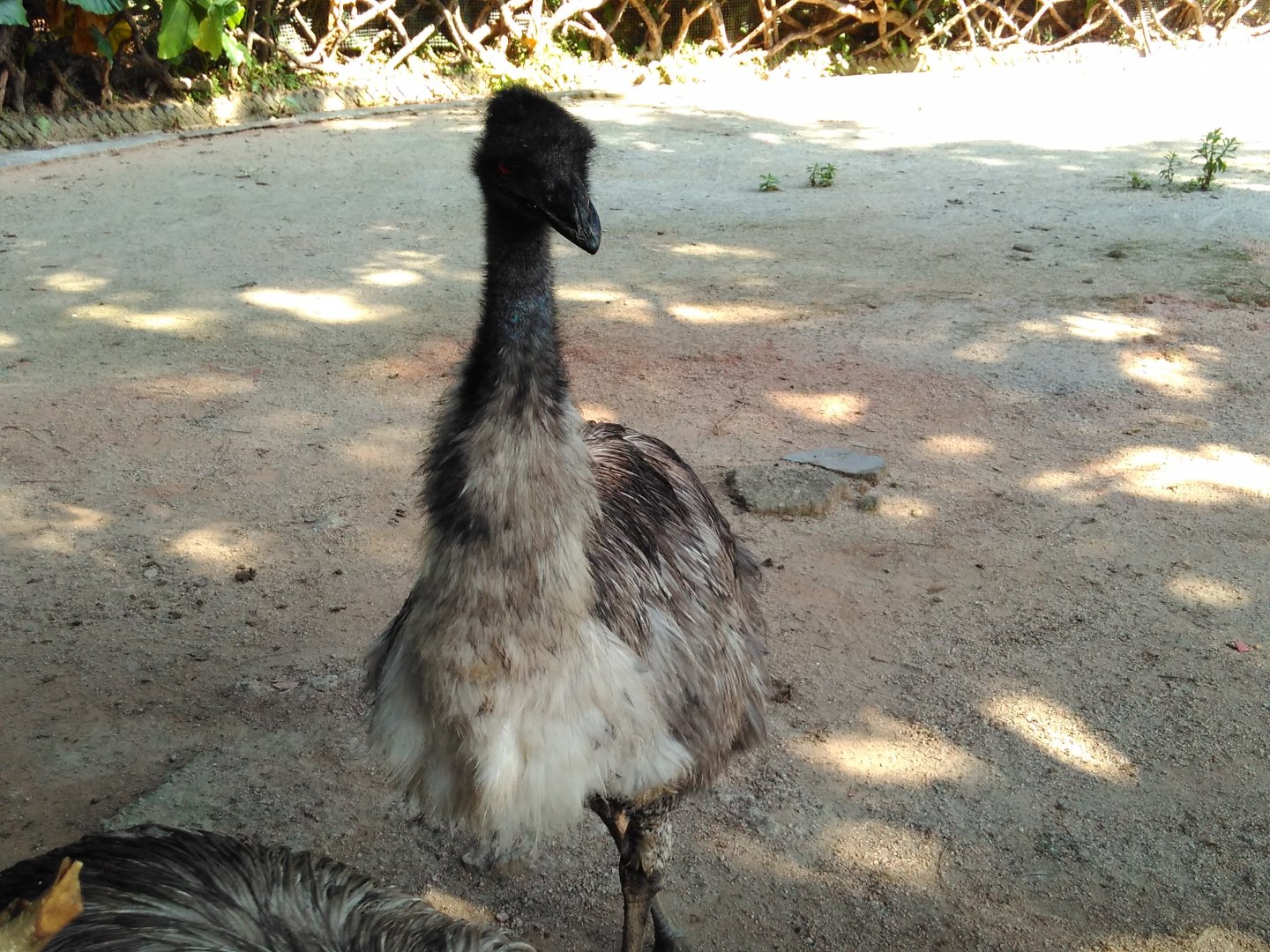 Emu