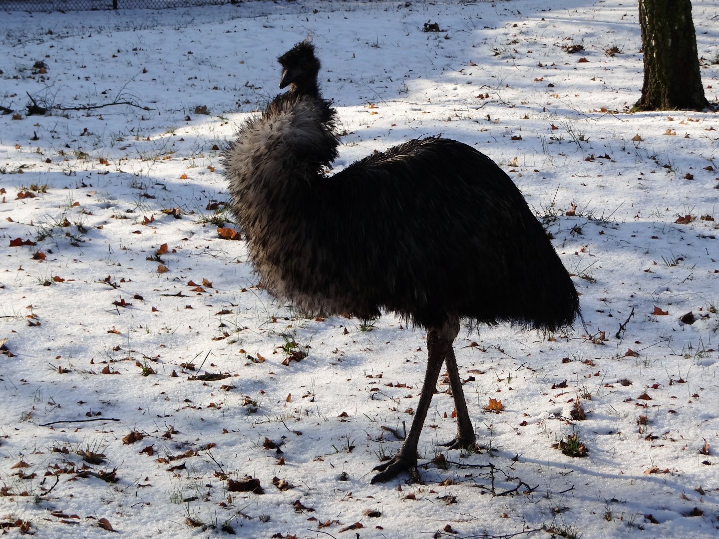 Emu