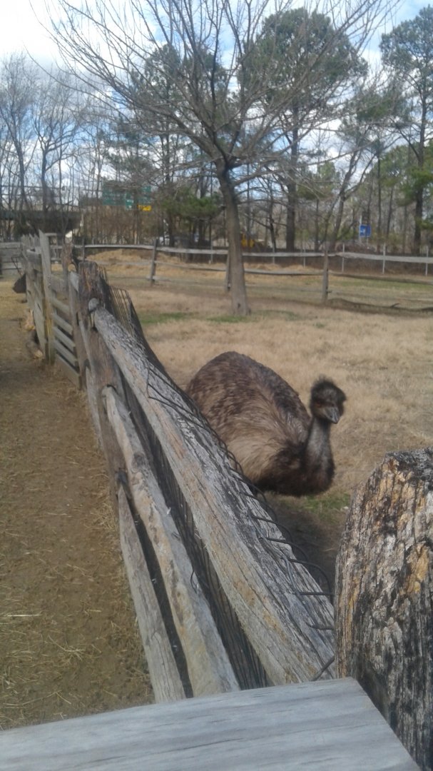 Emu