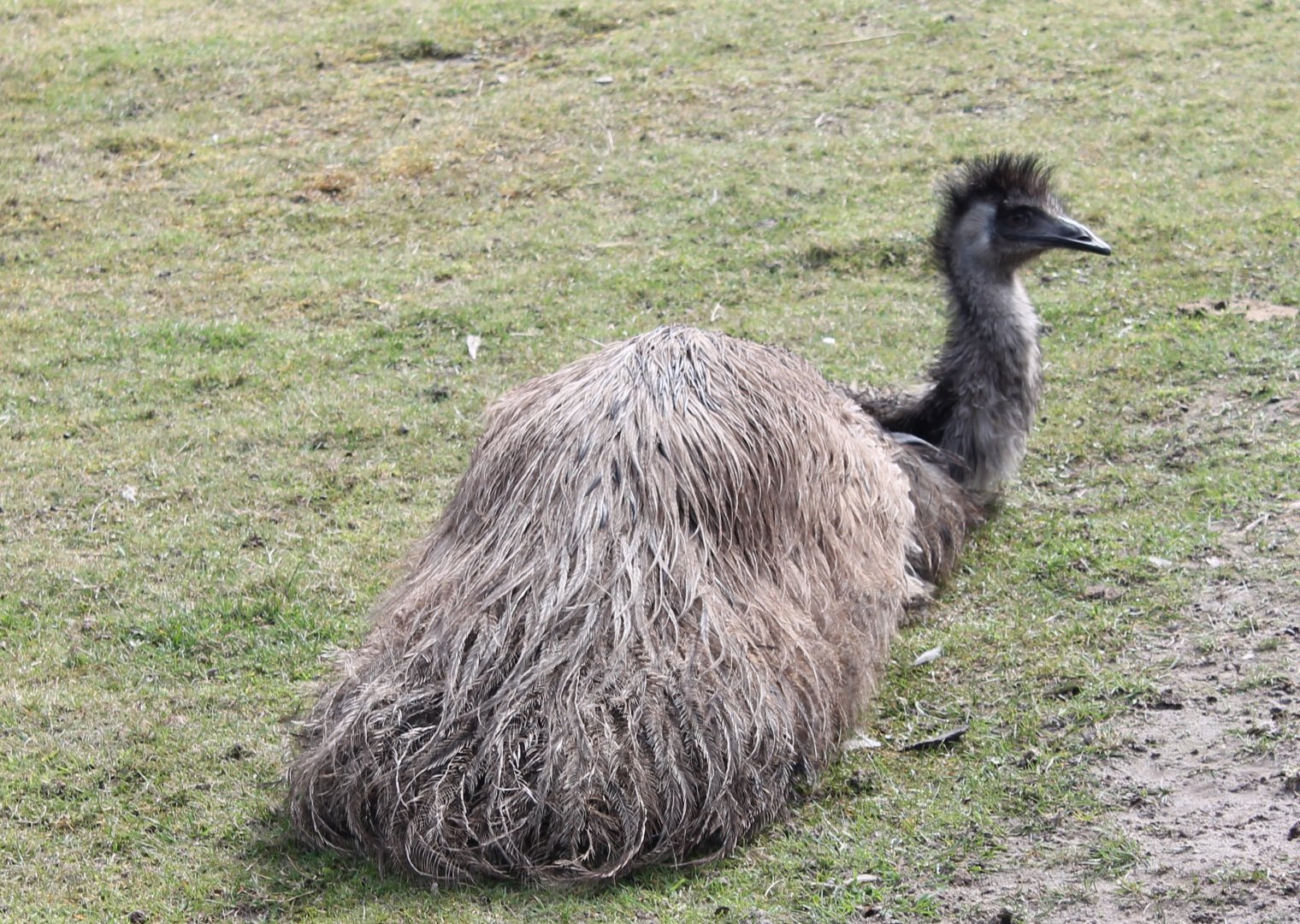 Emu