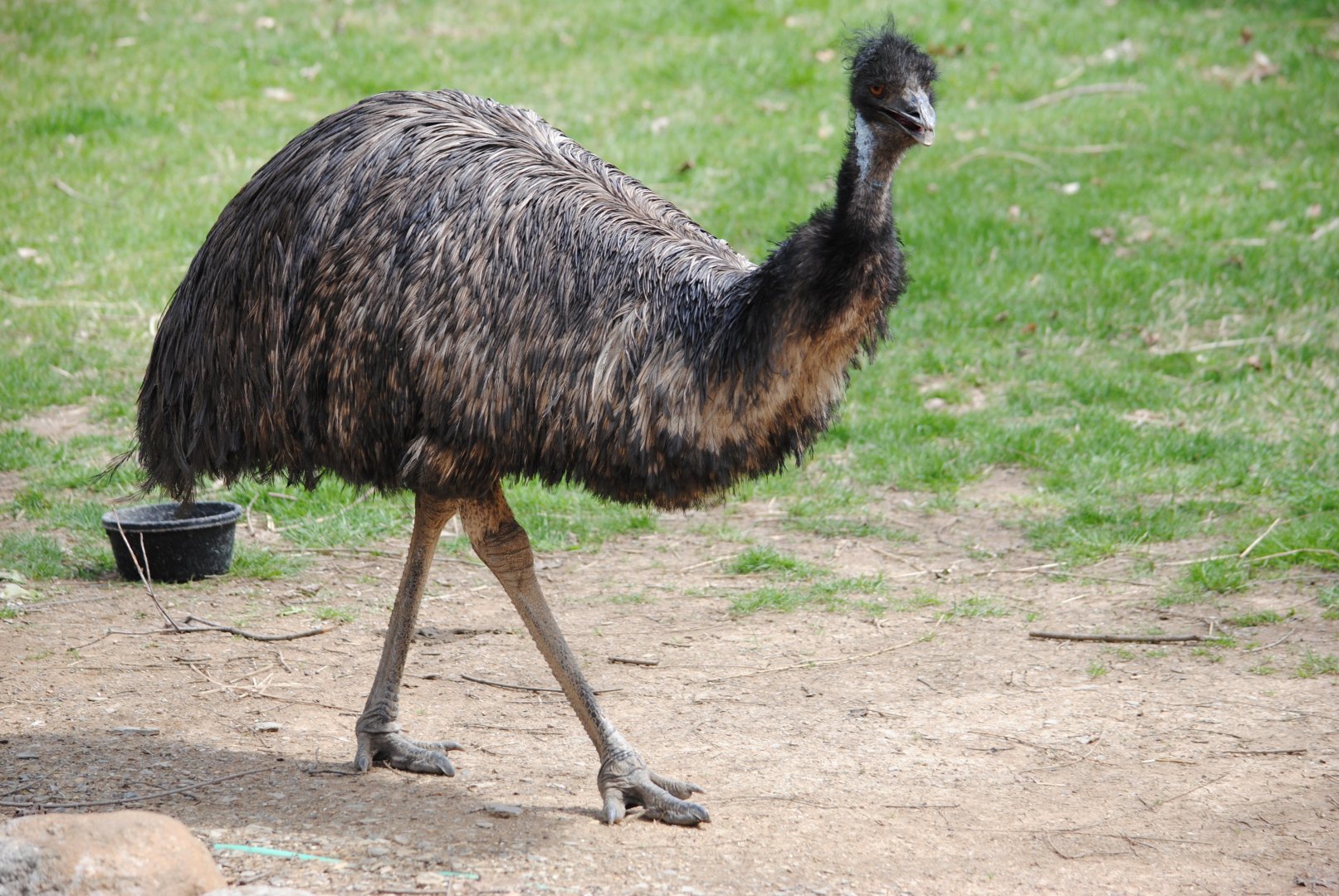 Emu