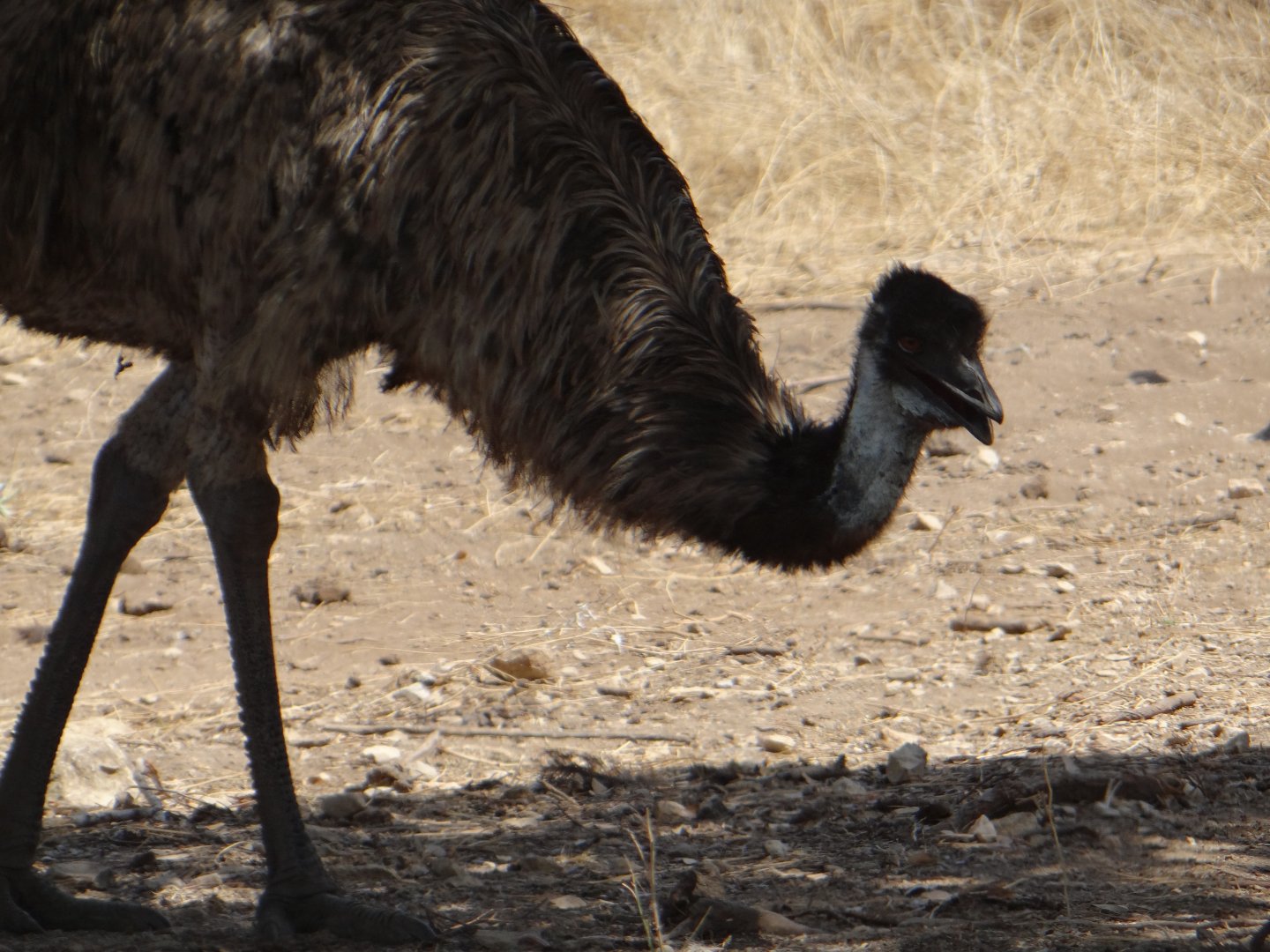 Emu
