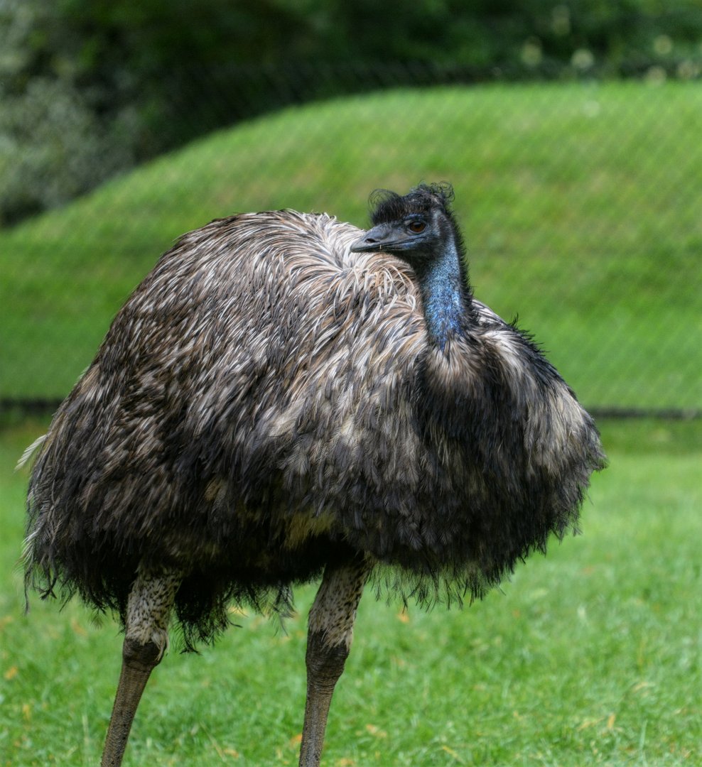 Emu