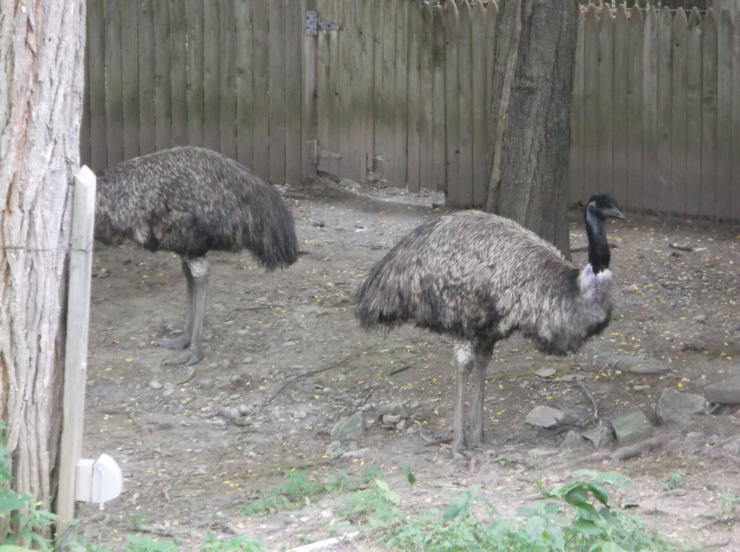 Emu