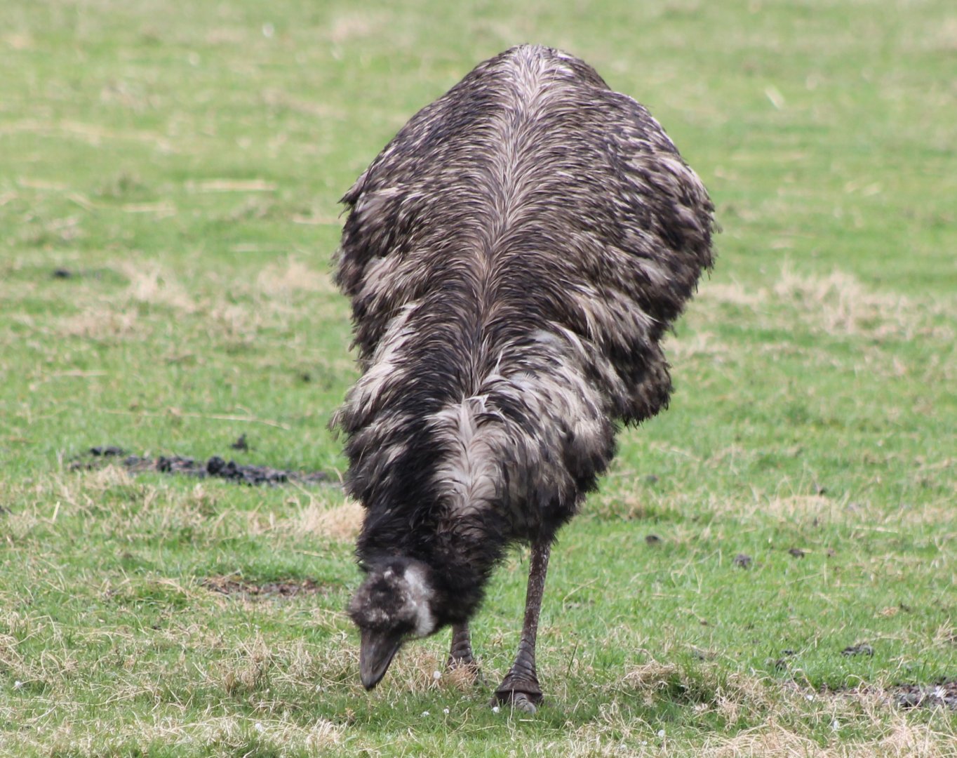 Emu