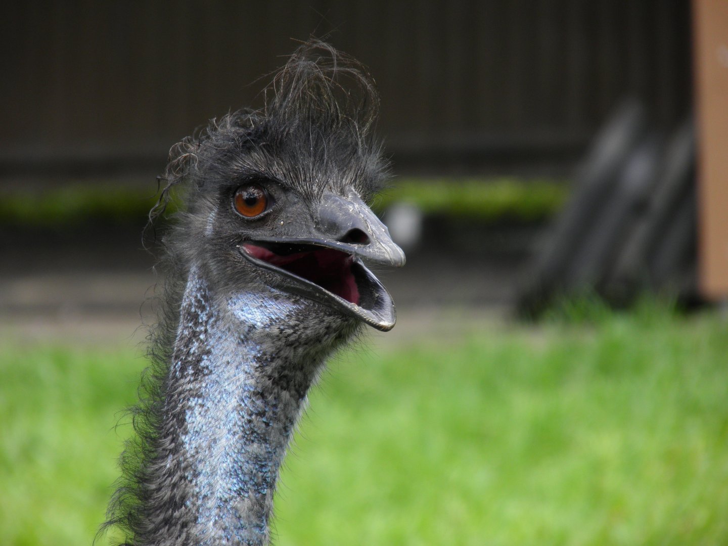 Emu
