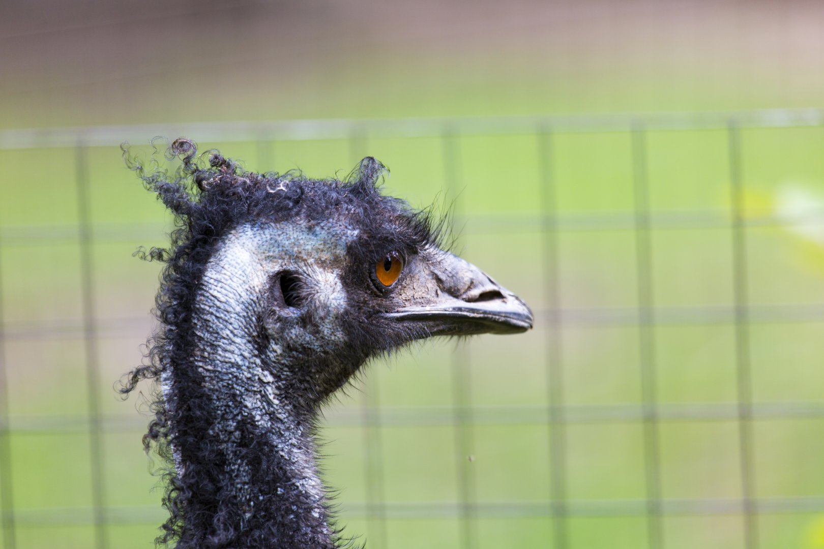 Emu